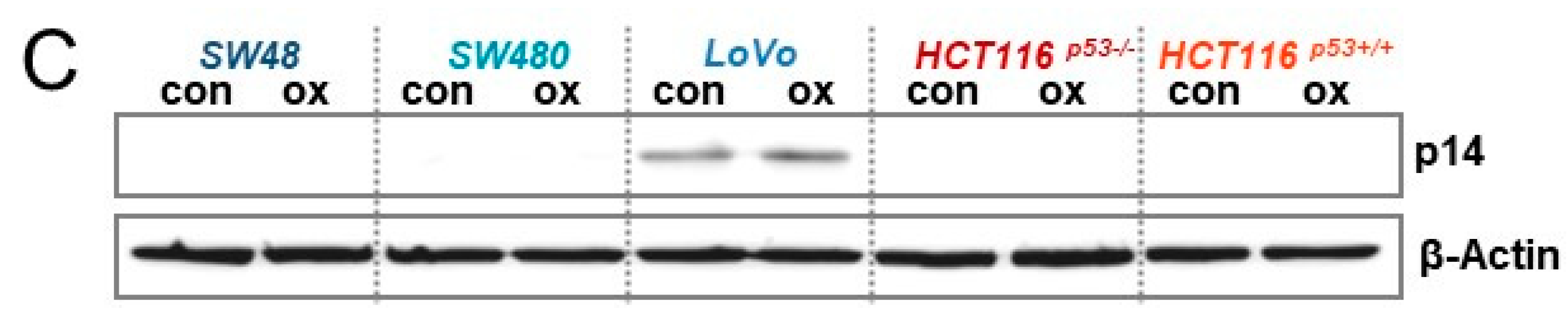 Cancers 13 02019 g006b