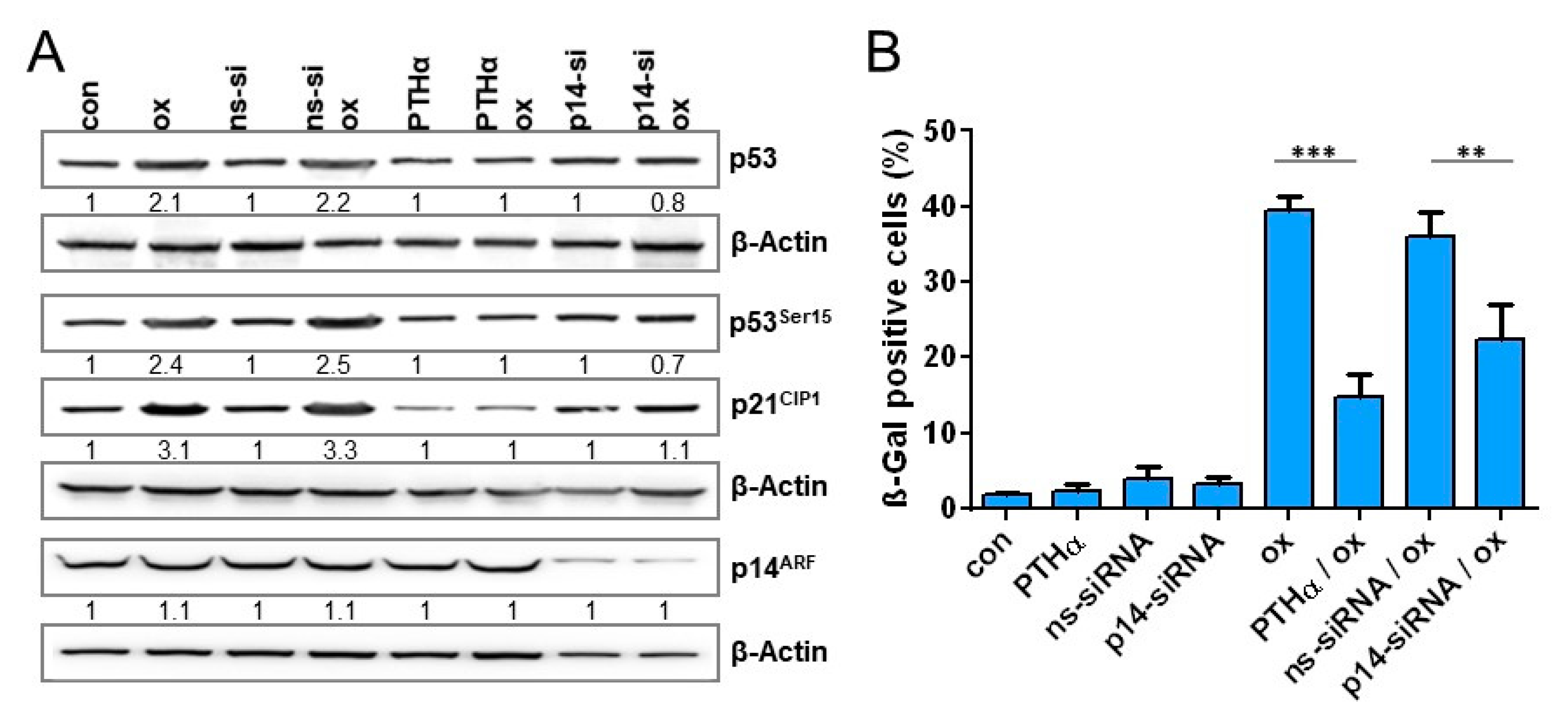 Cancers 13 02019 g007a