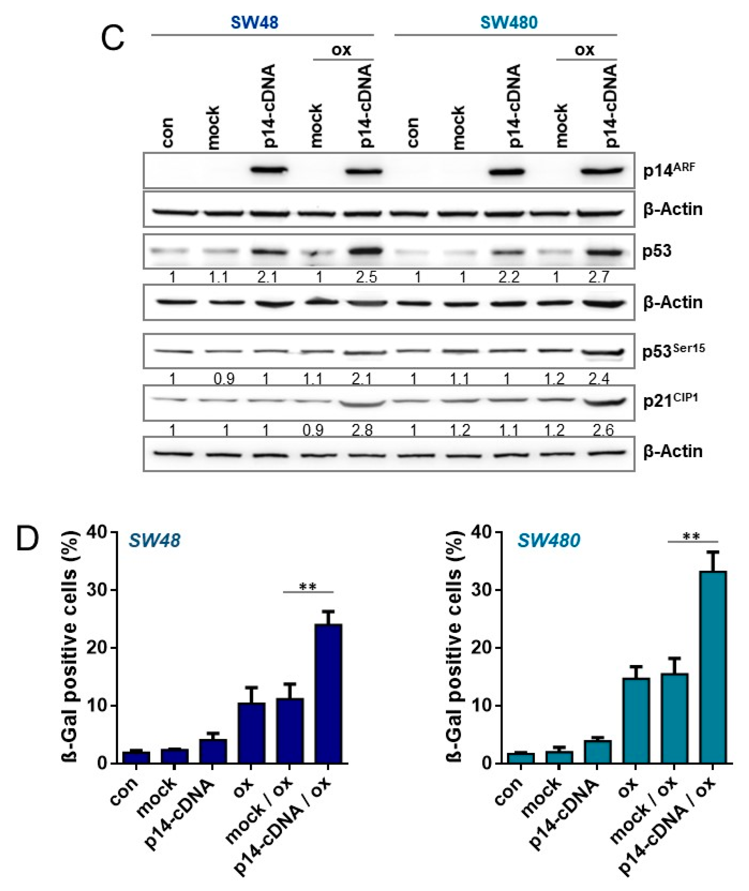 Cancers 13 02019 g007b