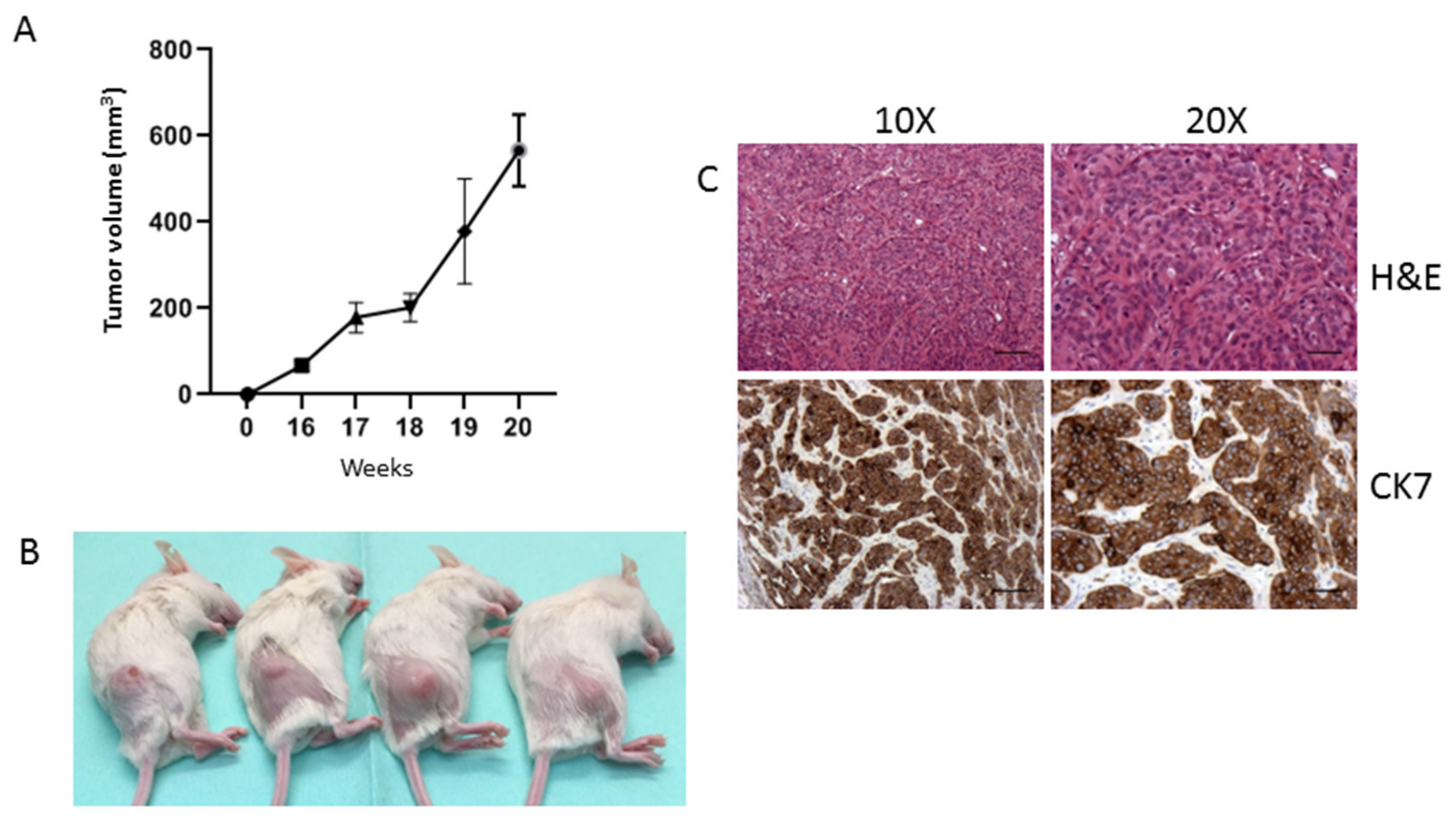 Cancers 13 02051 g007