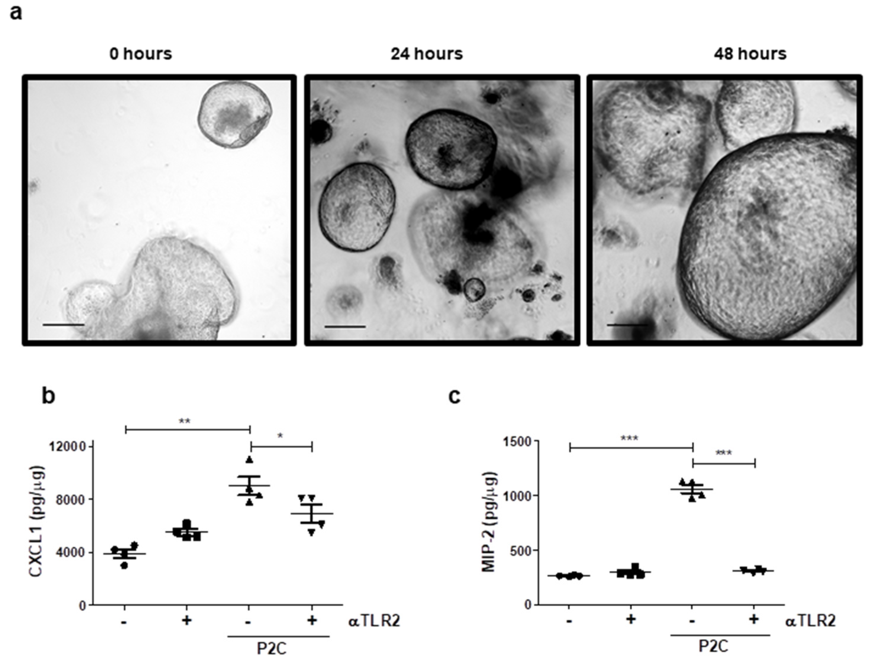 Cancers 13 02065 g003