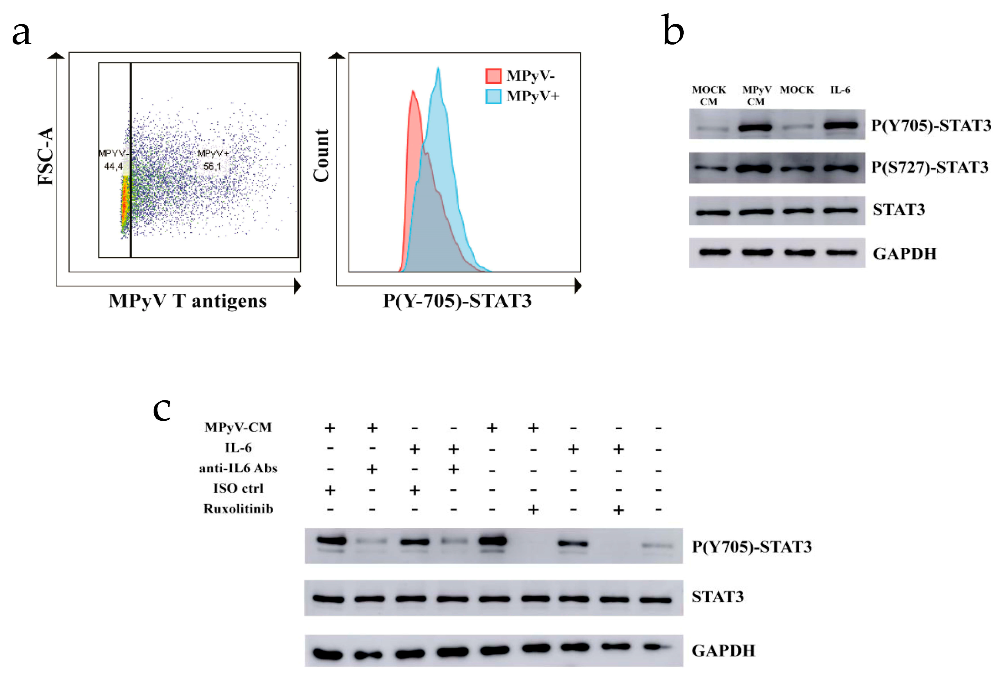 Cancers 13 02076 g004