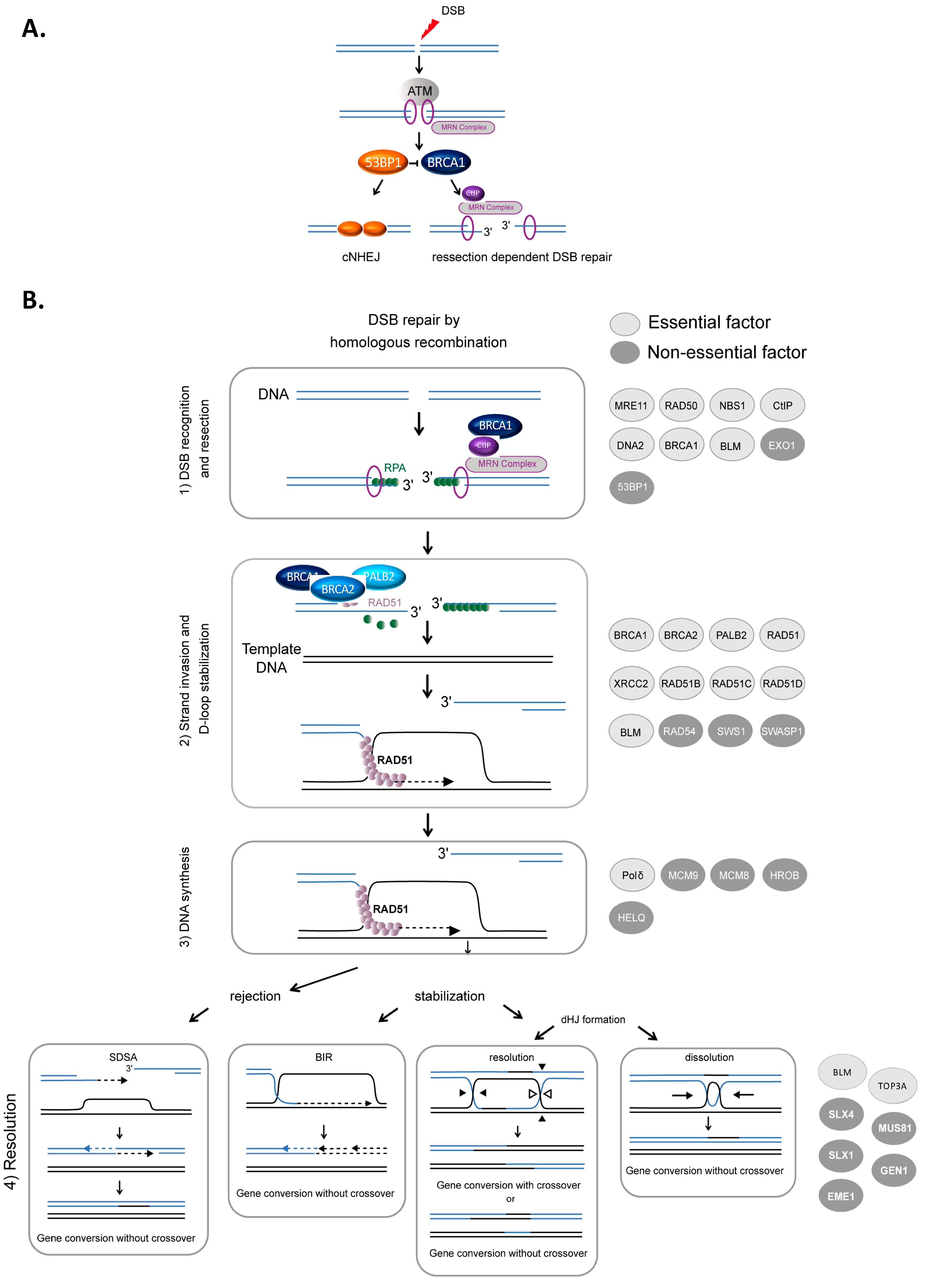 Cancers 13 02083 g001