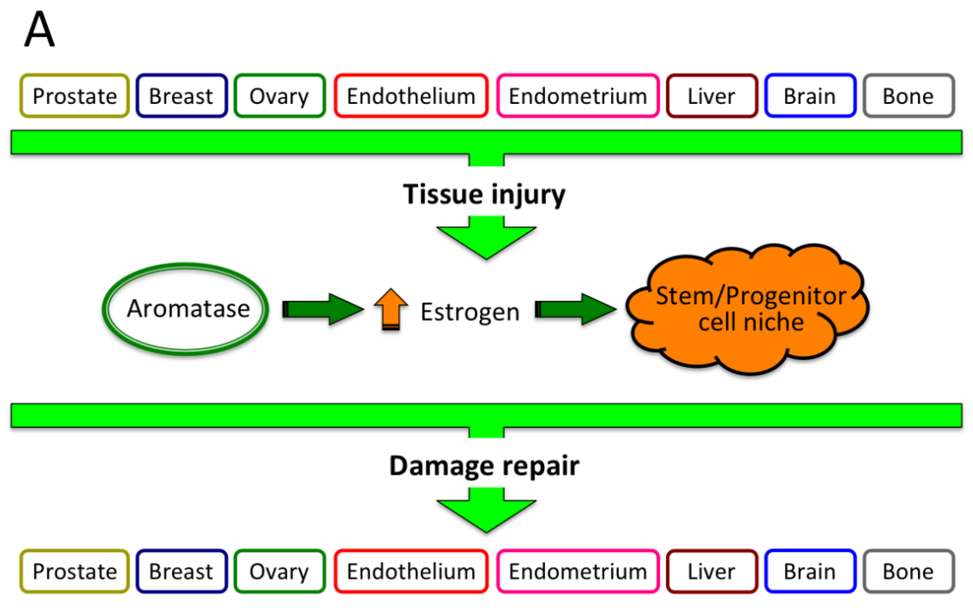 Cancers 13 02085 g009a Cancers 13 02085 g009a