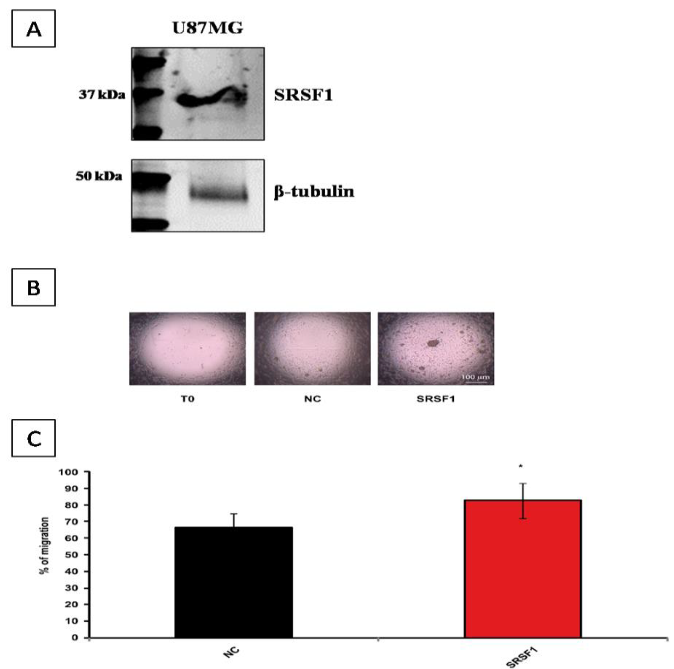Cancers 13 02086 g007