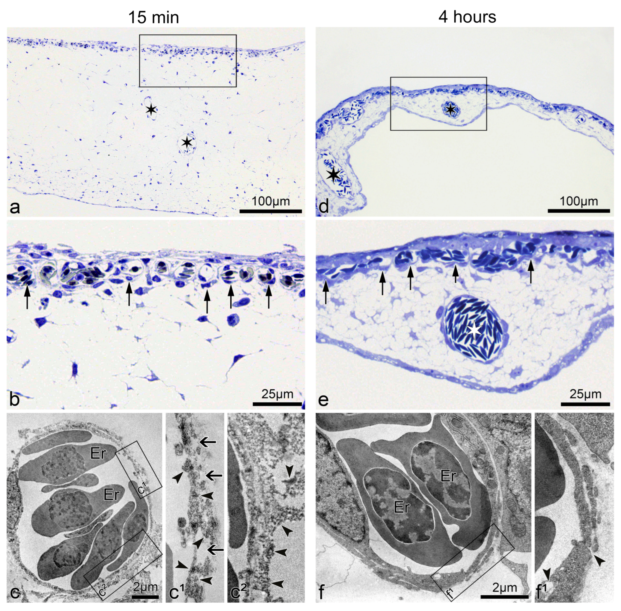 Cancers 13 02103 g002 Cancers 13 02103 g002