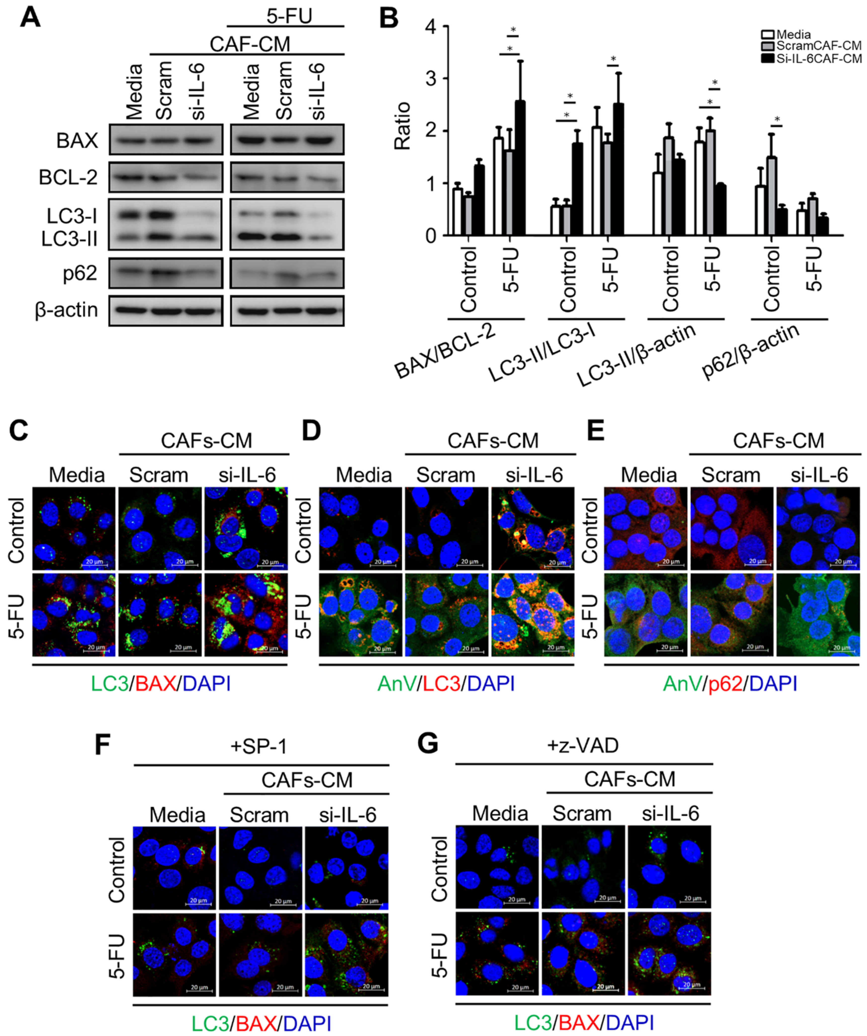 Cancers 13 02134 g008