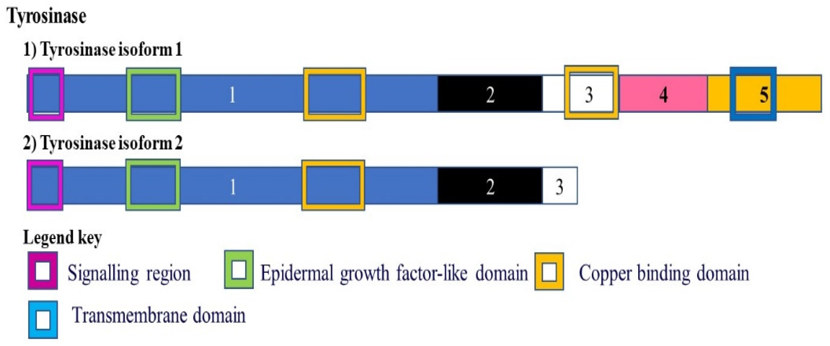 Cancers 13 02138 g005