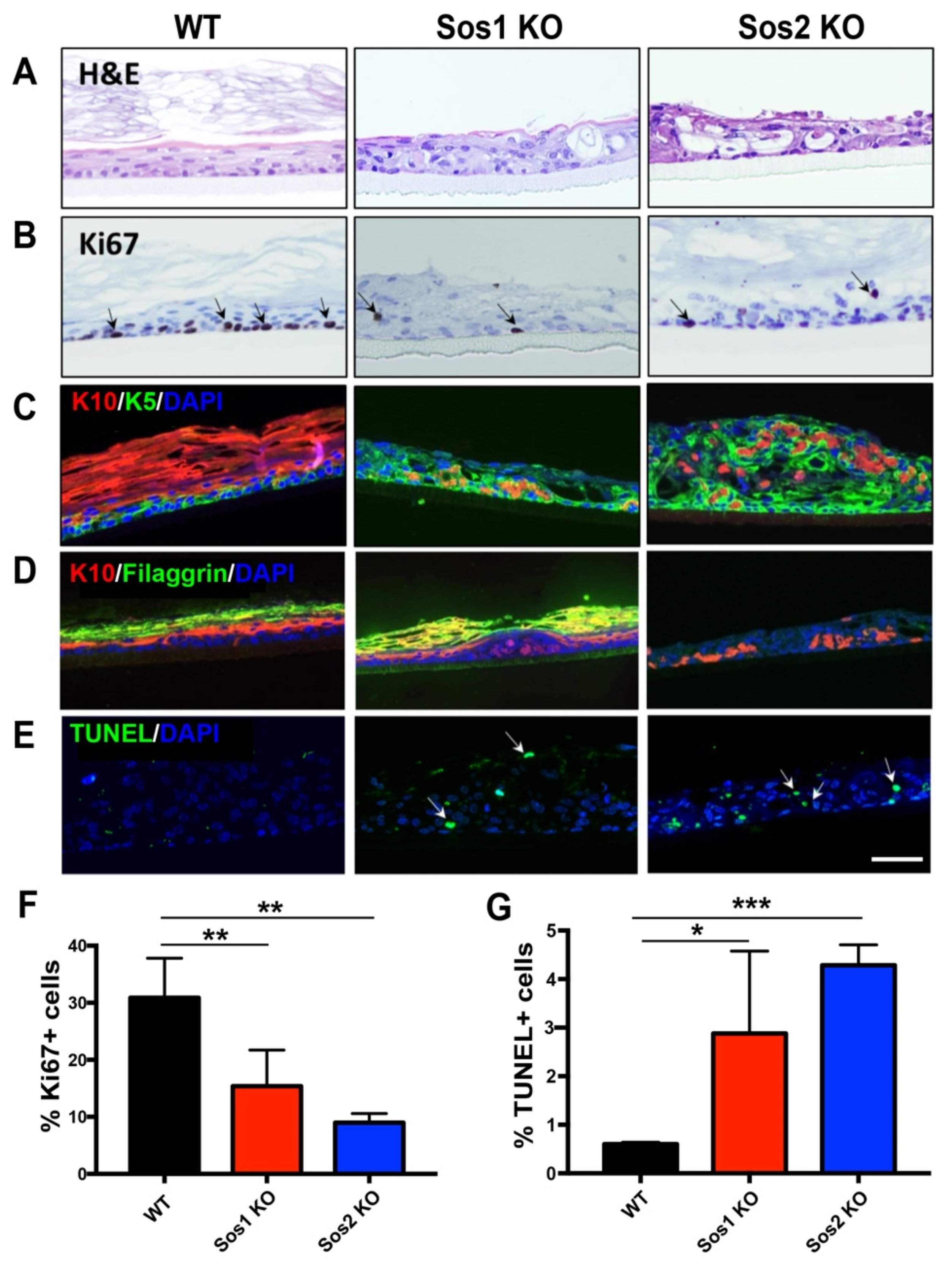 Cancers 13 02152 g004 Cancers 13 02152 g004