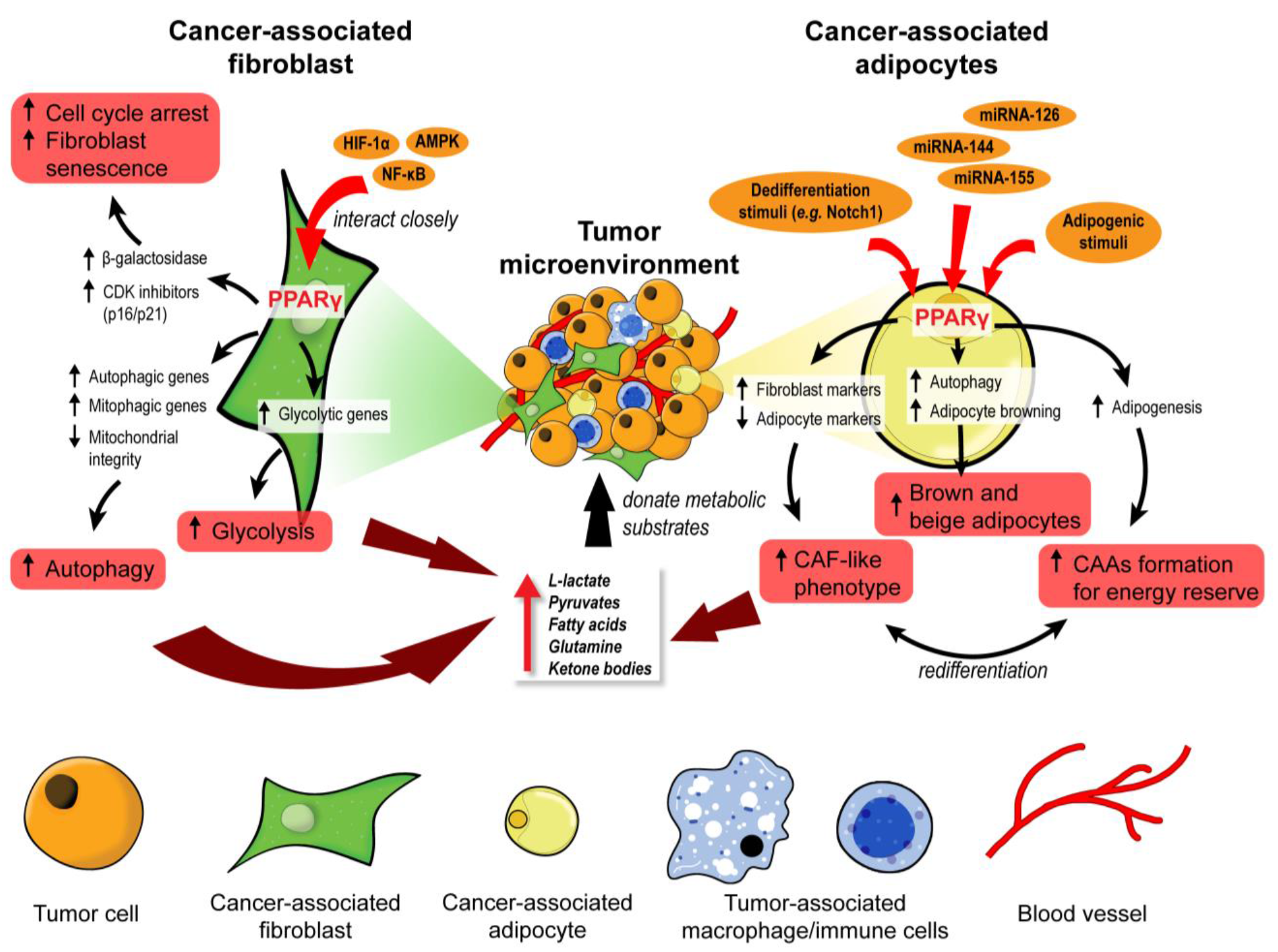 Cancers 13 02153 g002