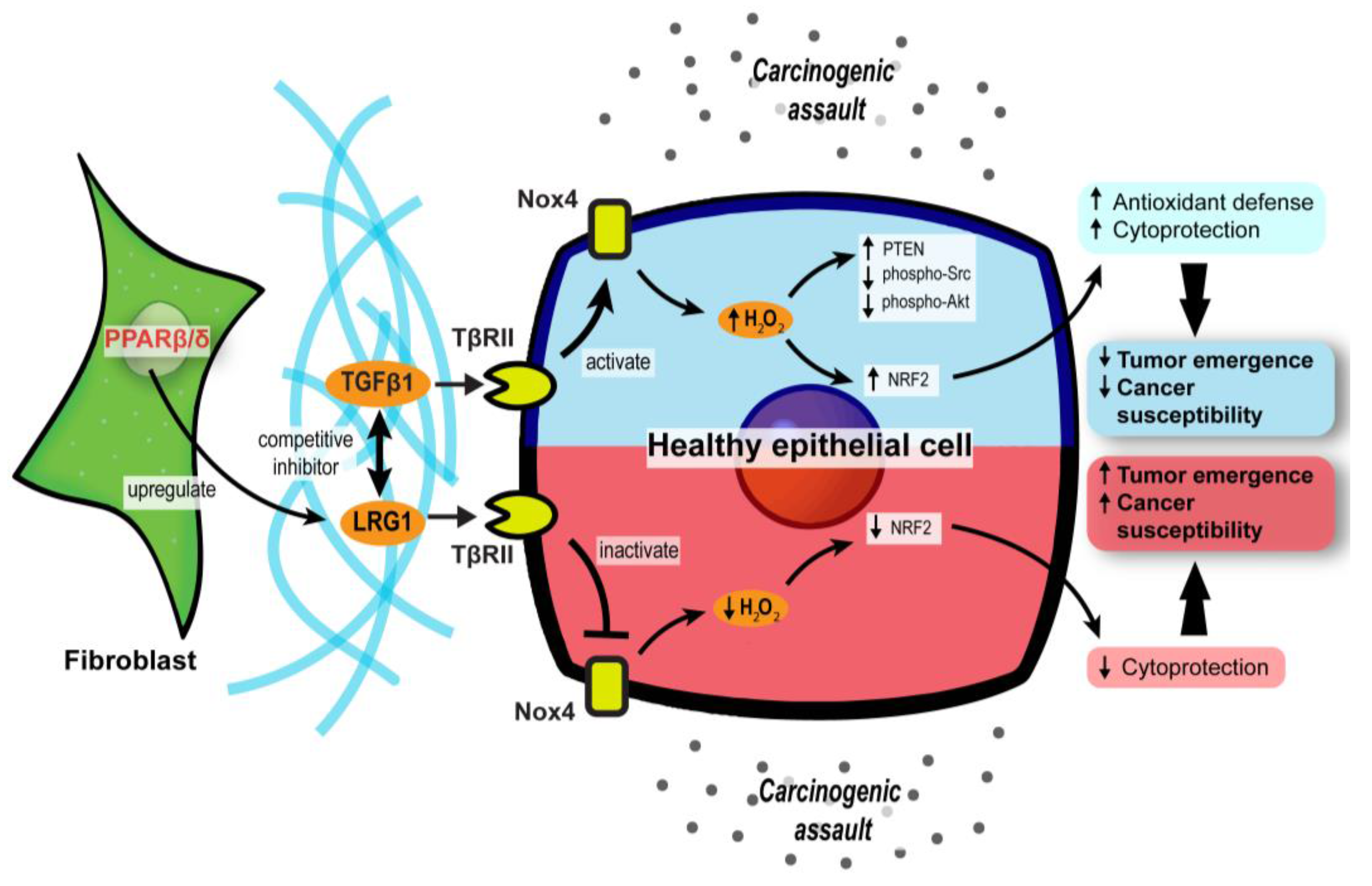 Cancers 13 02153 g003