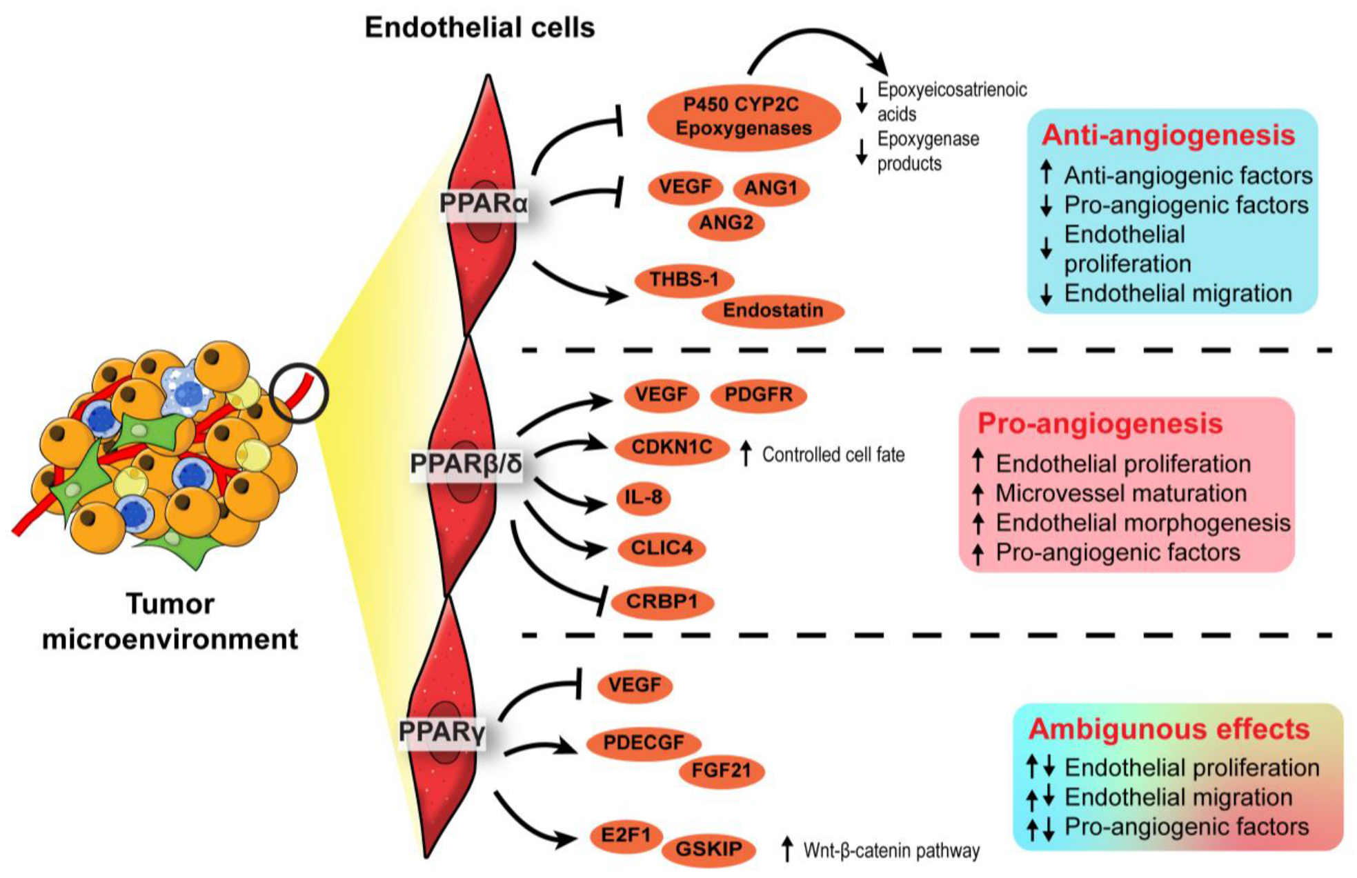 Cancers 13 02153 g004