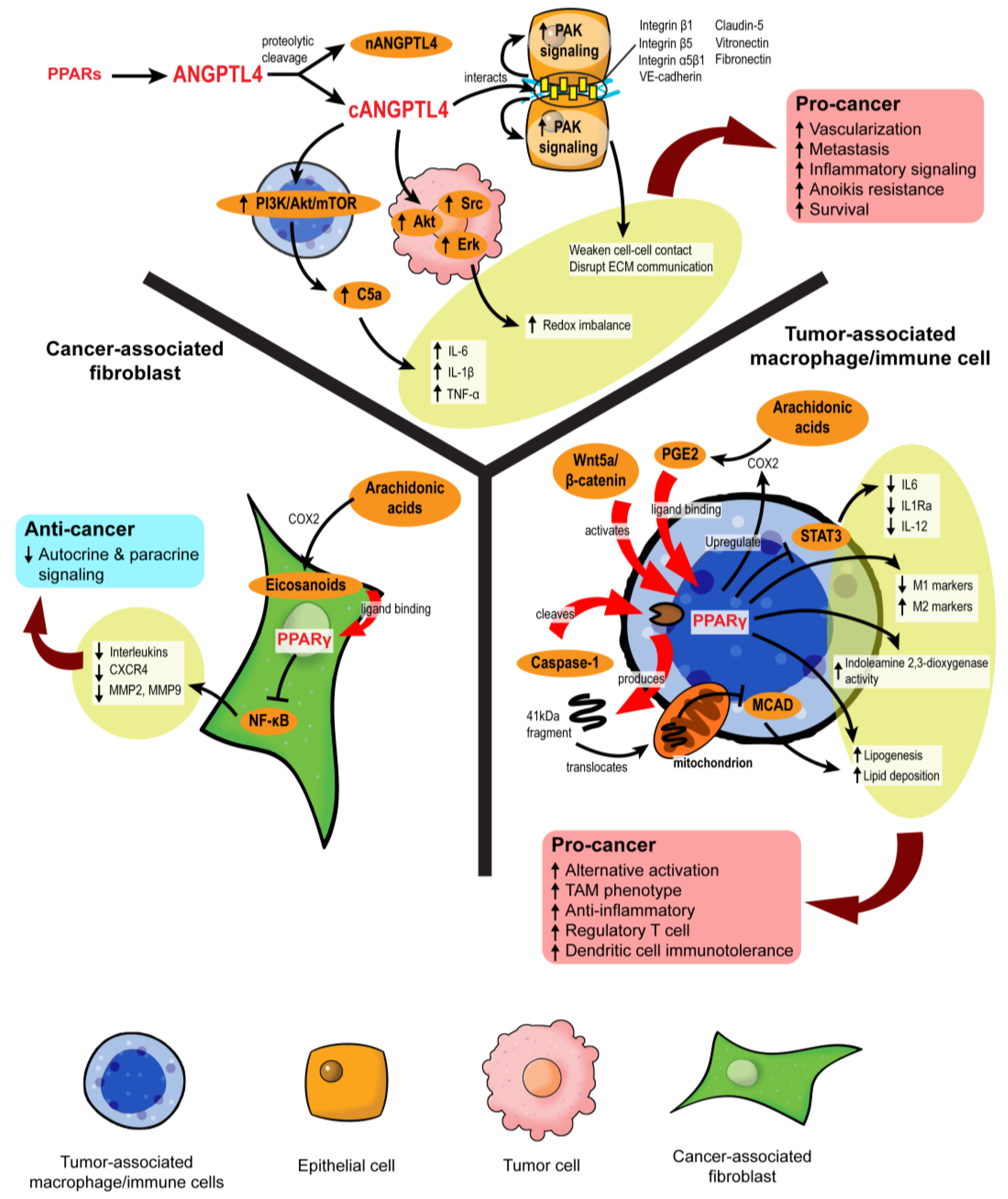 Cancers 13 02153 g005