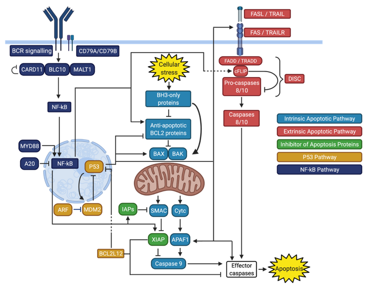 Cancers 13 02167 g001