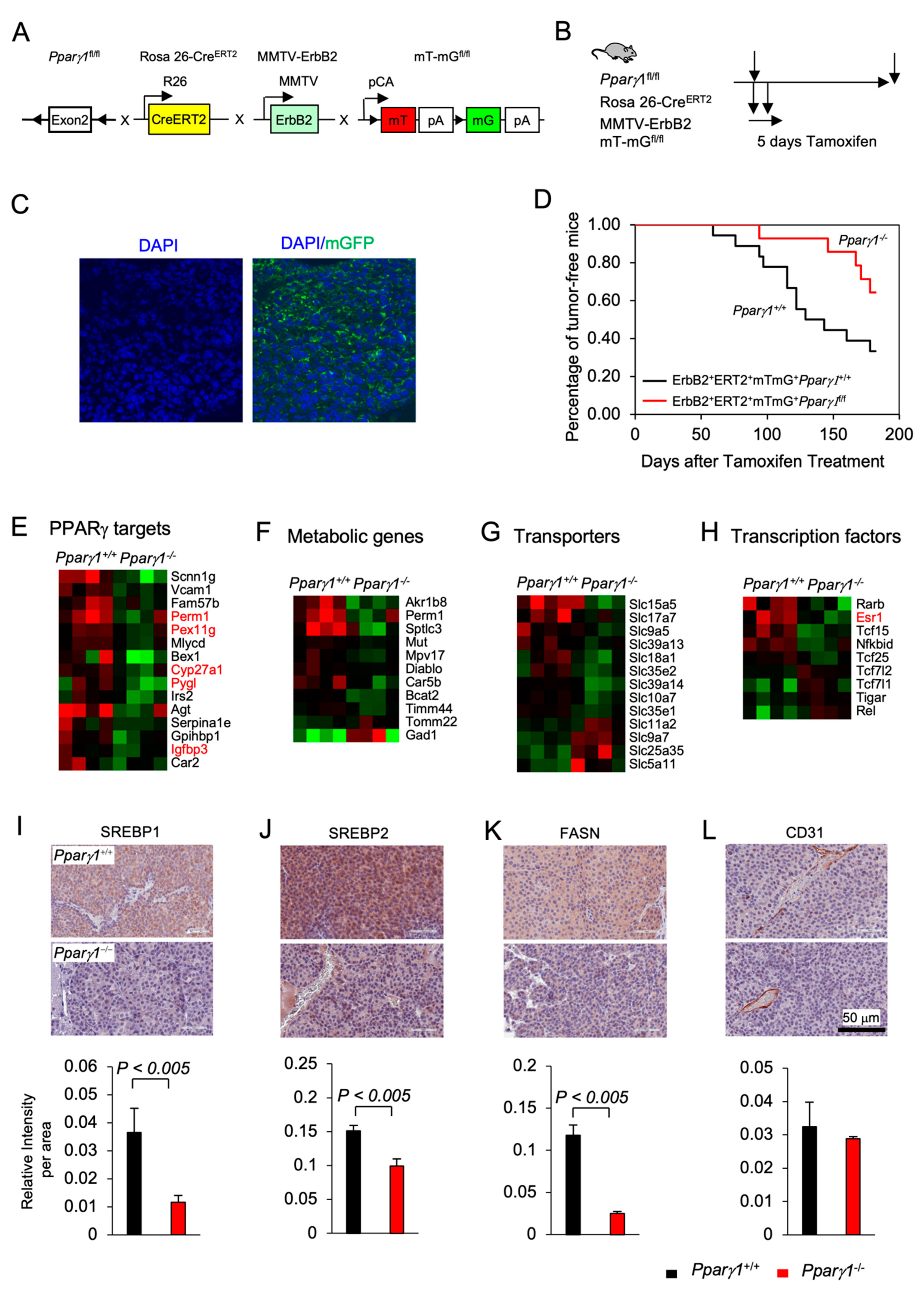 Cancers 13 02171 g001