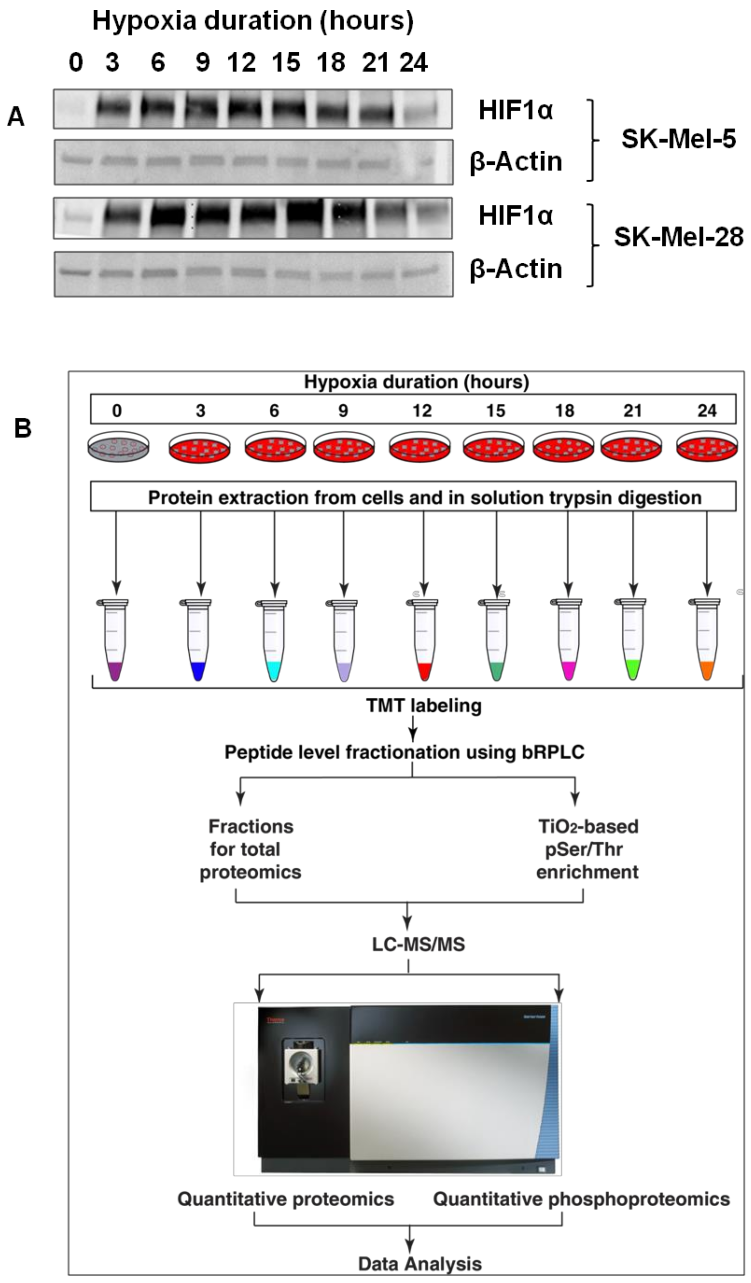 Cancers 13 02175 g001