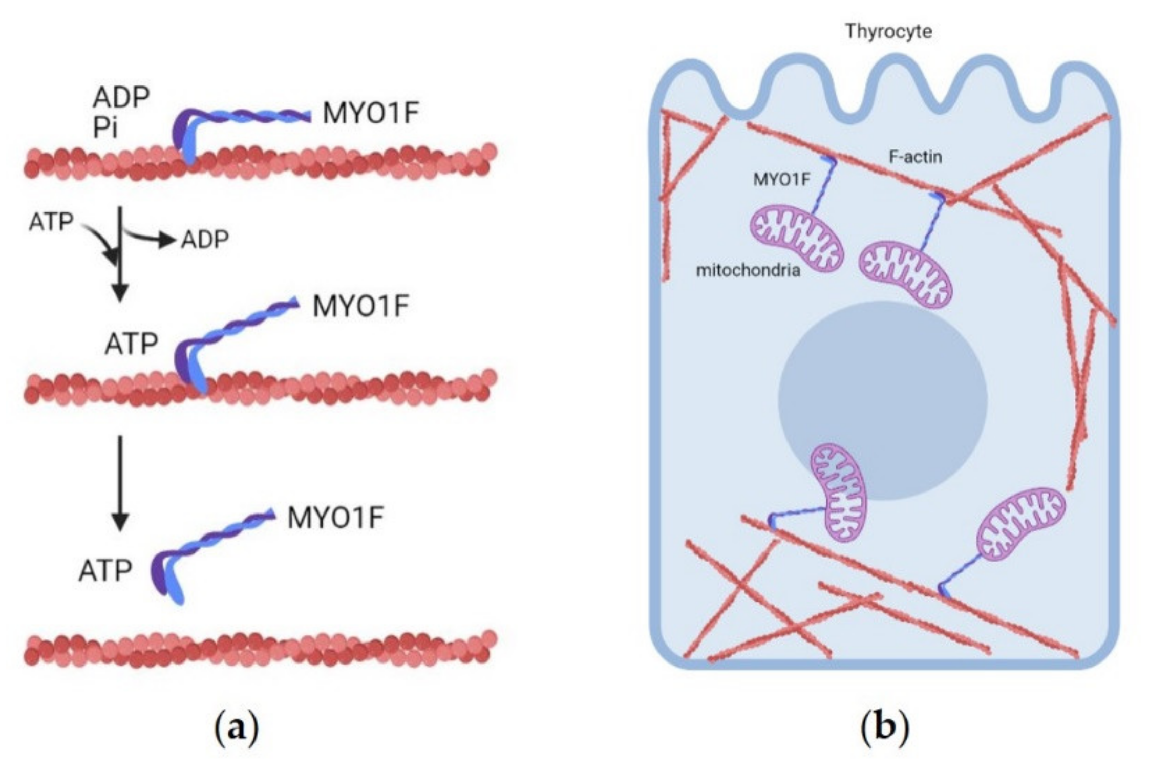 Cancers 13 02178 g001