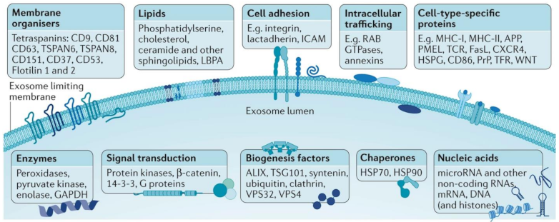Cancers 13 02179 g001 Cancers 13 02179 g001