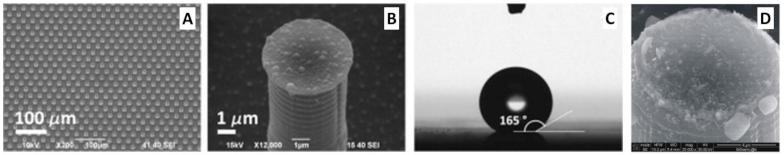 Cancers 13 02179 g007 Cancers 13 02179 g007