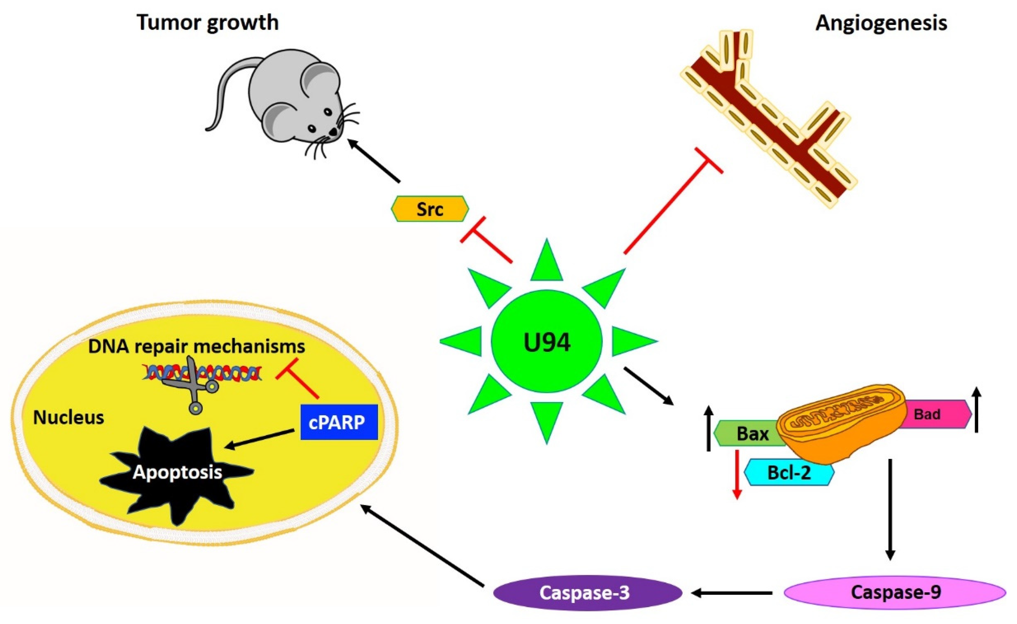Cancers 13 02199 g002