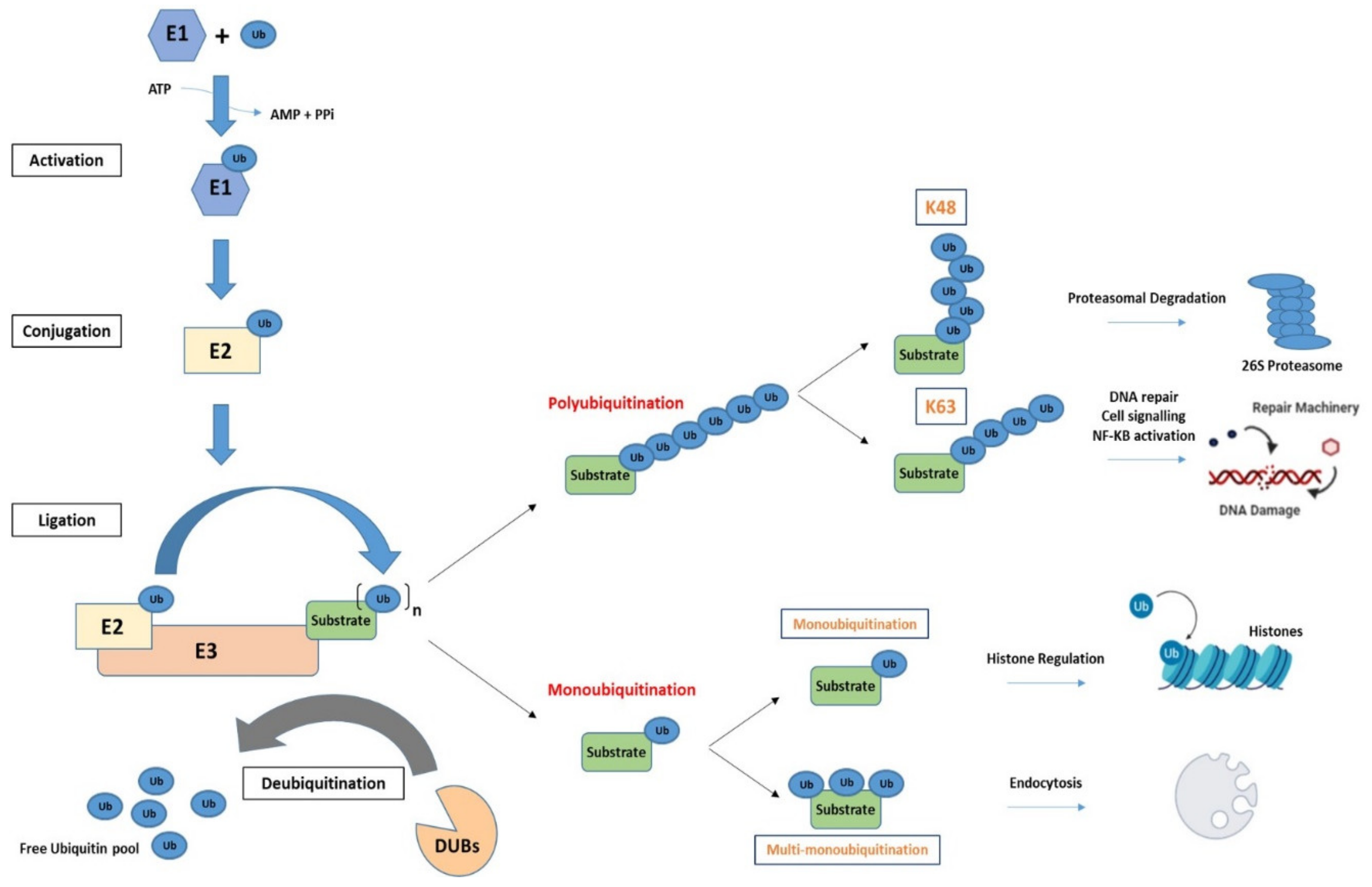 Cancers 13 02235 g001