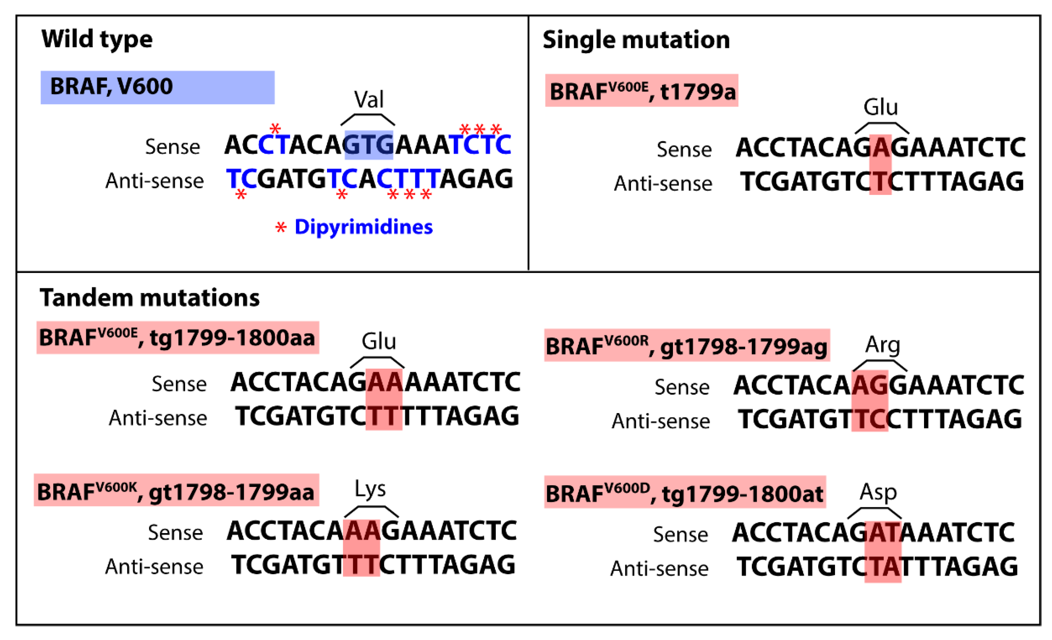 Cancers 13 02241 g001