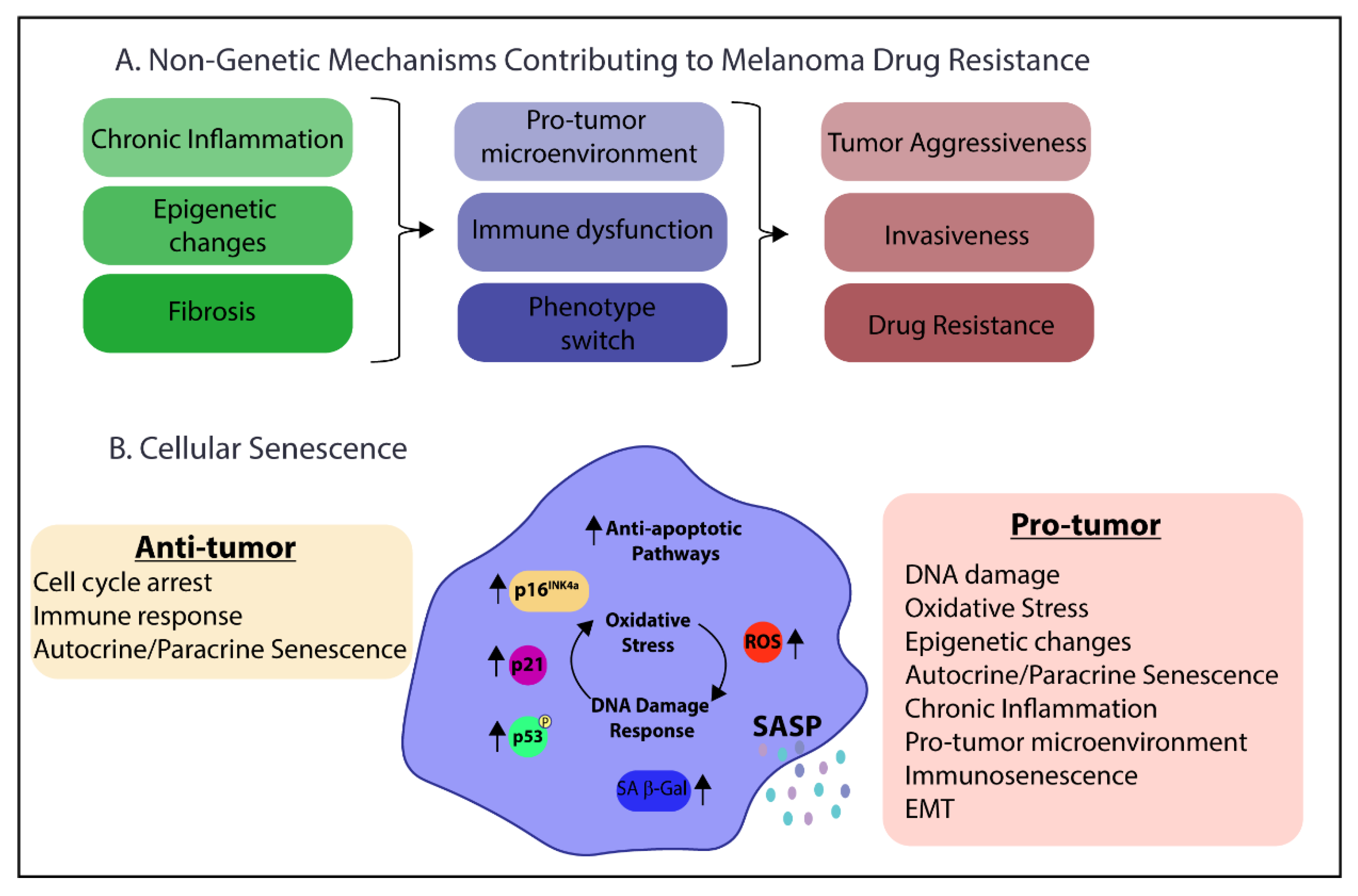Cancers 13 02241 g003