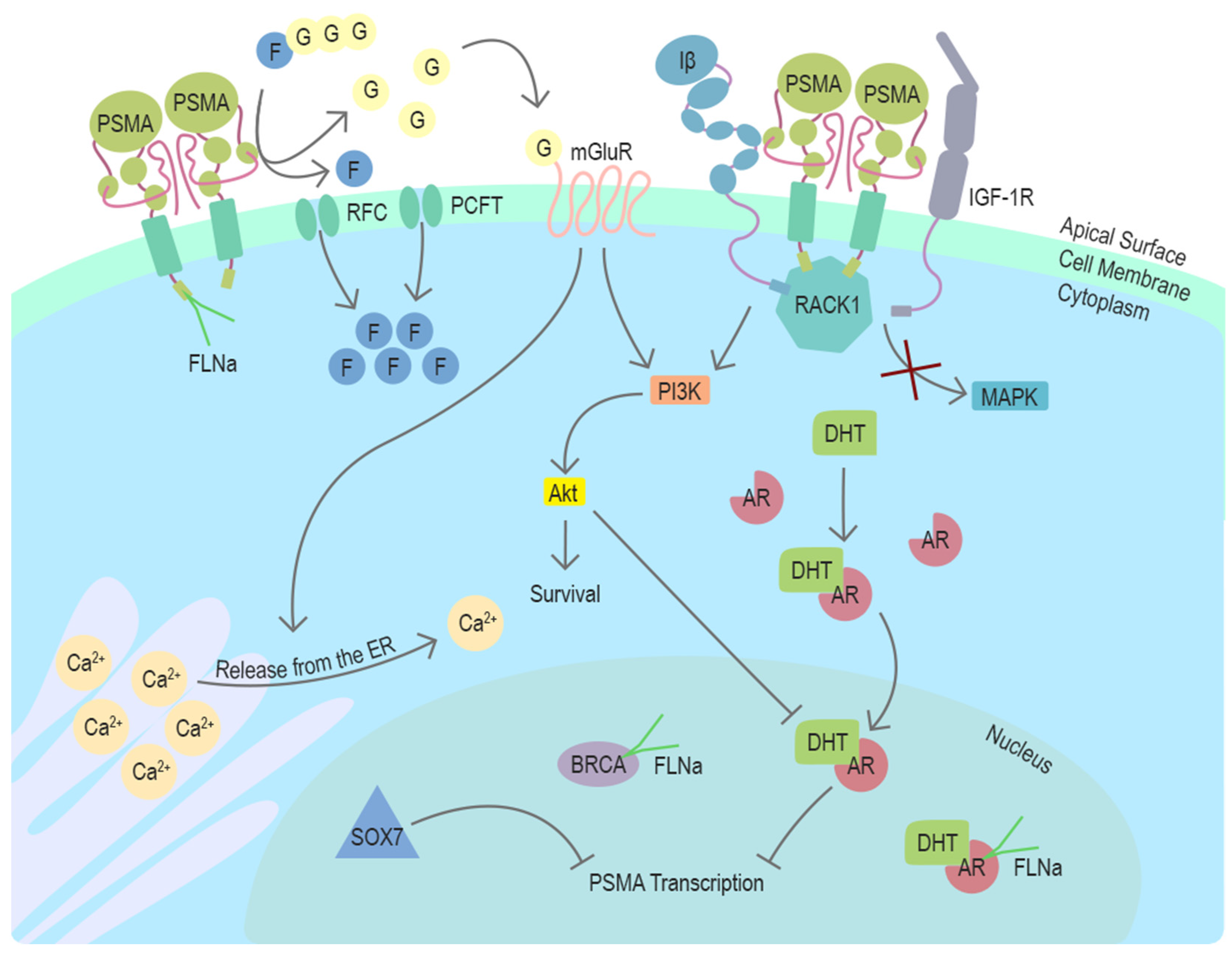 Cancers 13 02244 g002