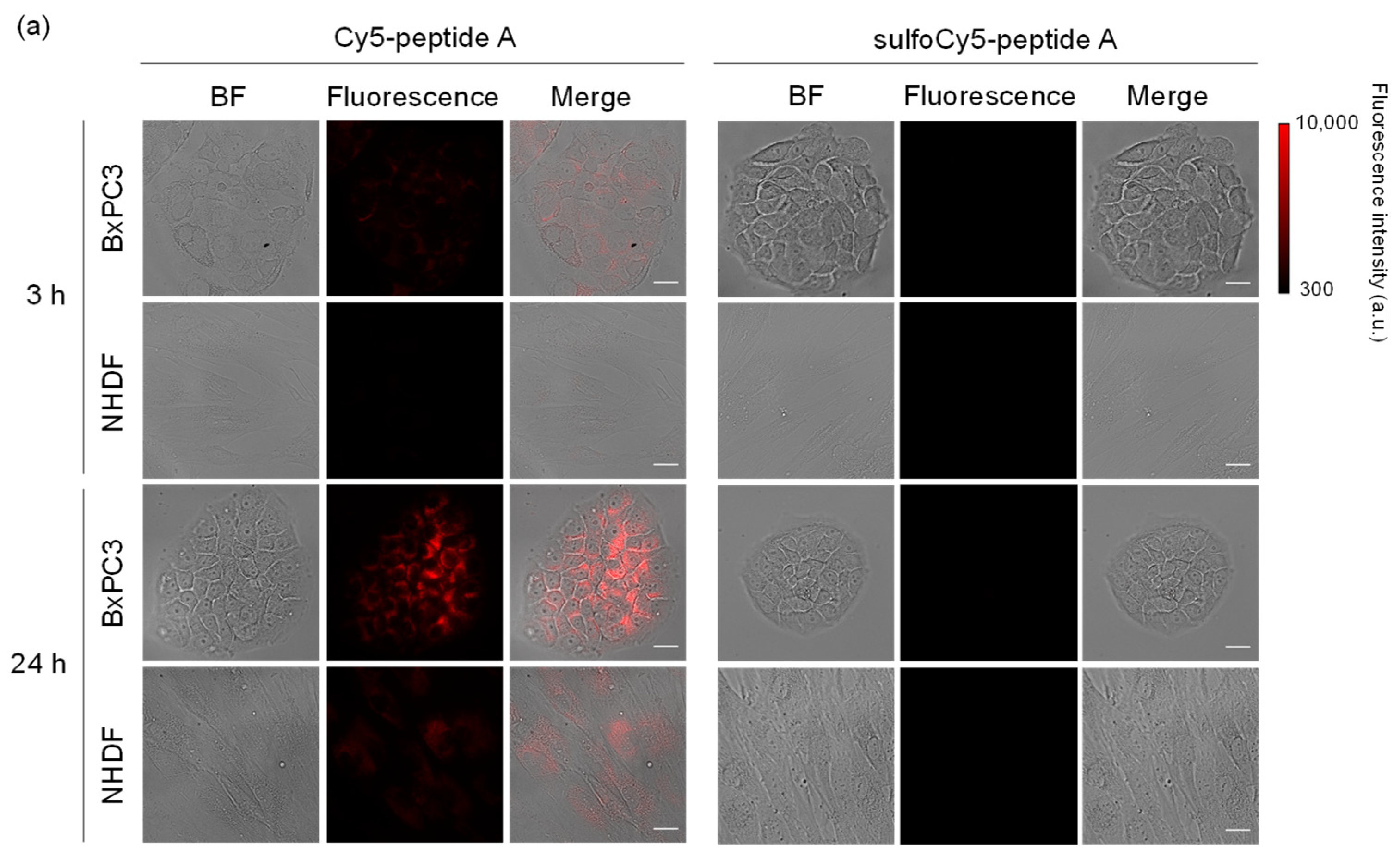 Cancers 13 02245 g002a