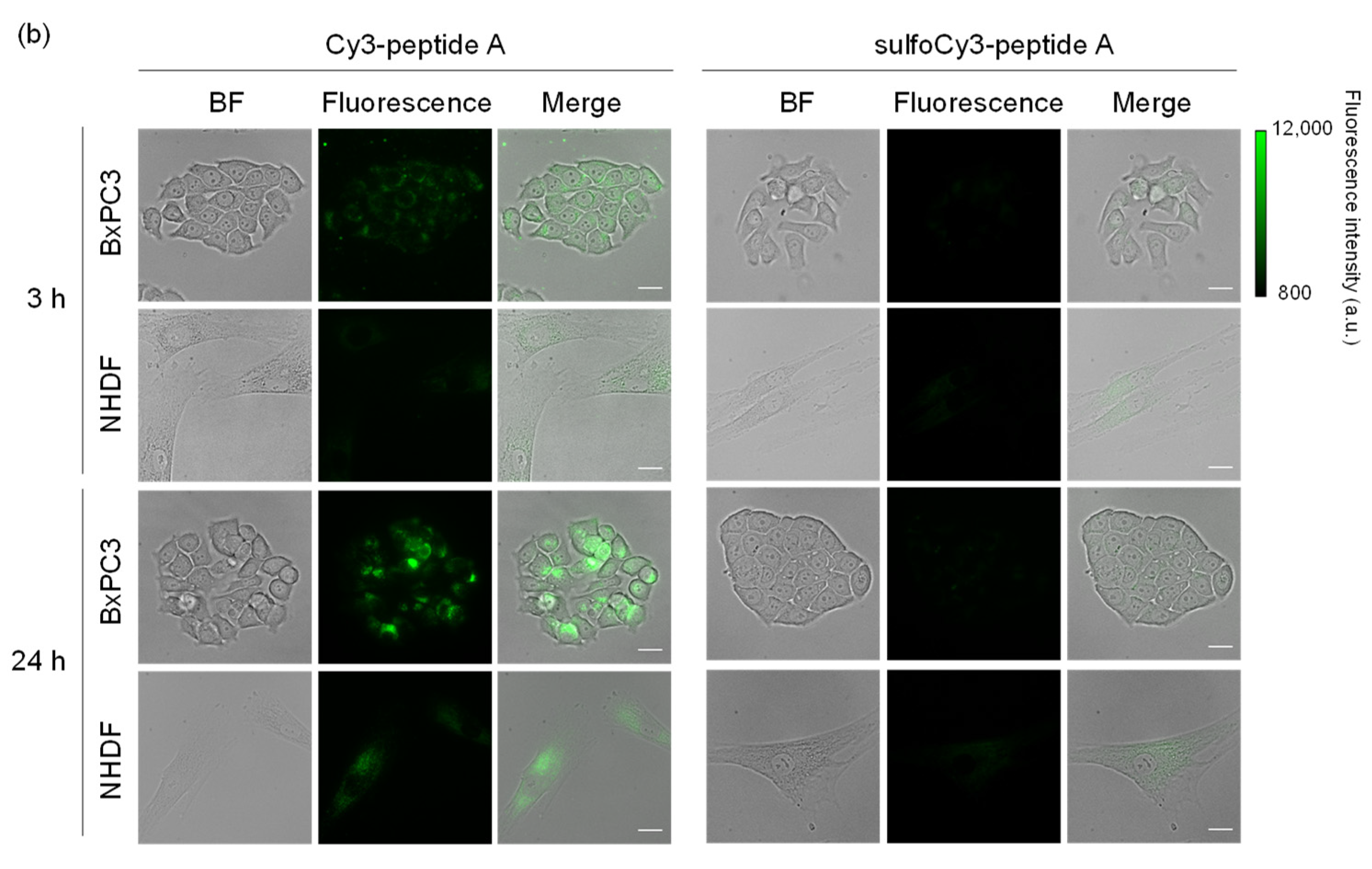 Cancers 13 02245 g002b