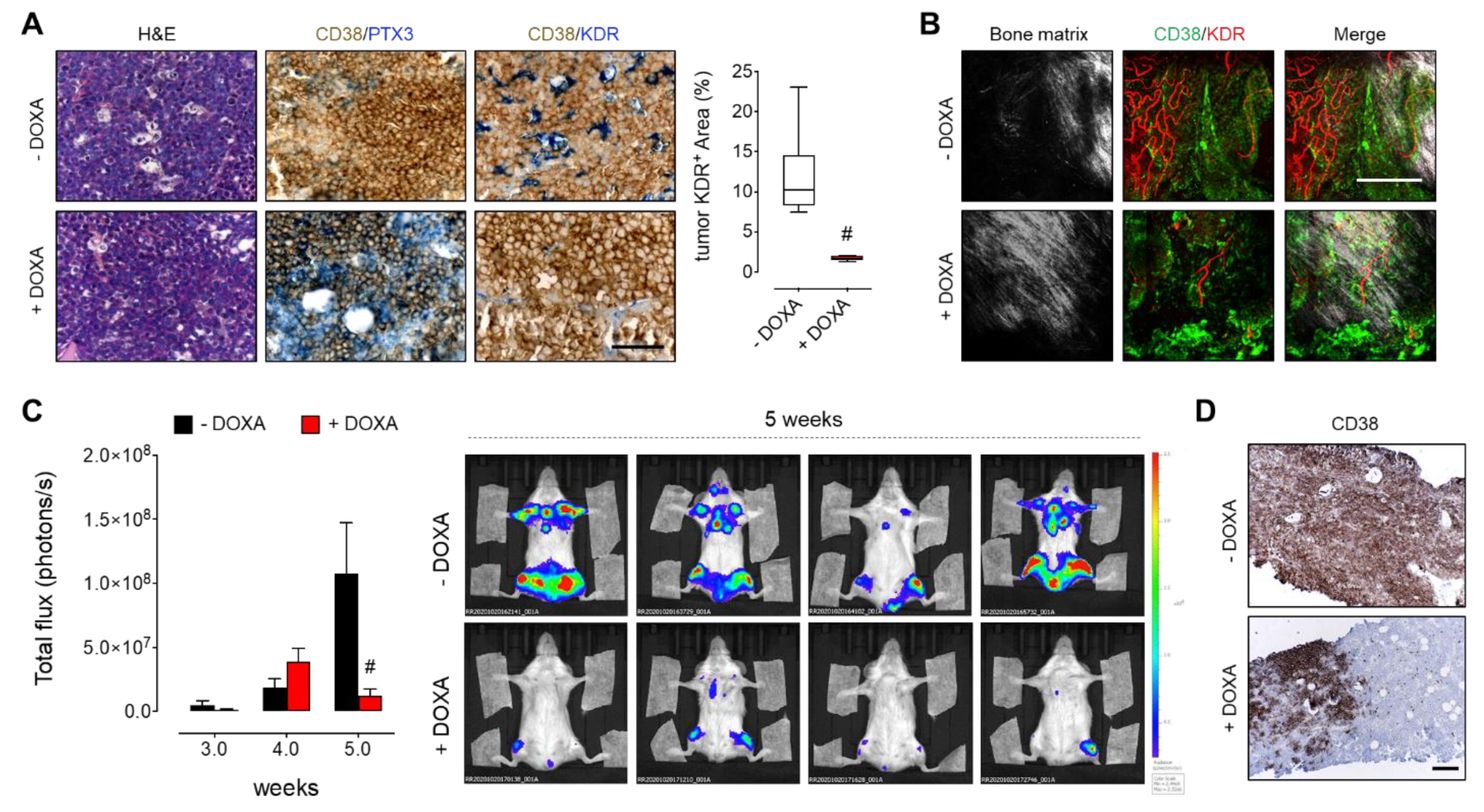 Cancers 13 02255 g004 Cancers 13 02255 g004