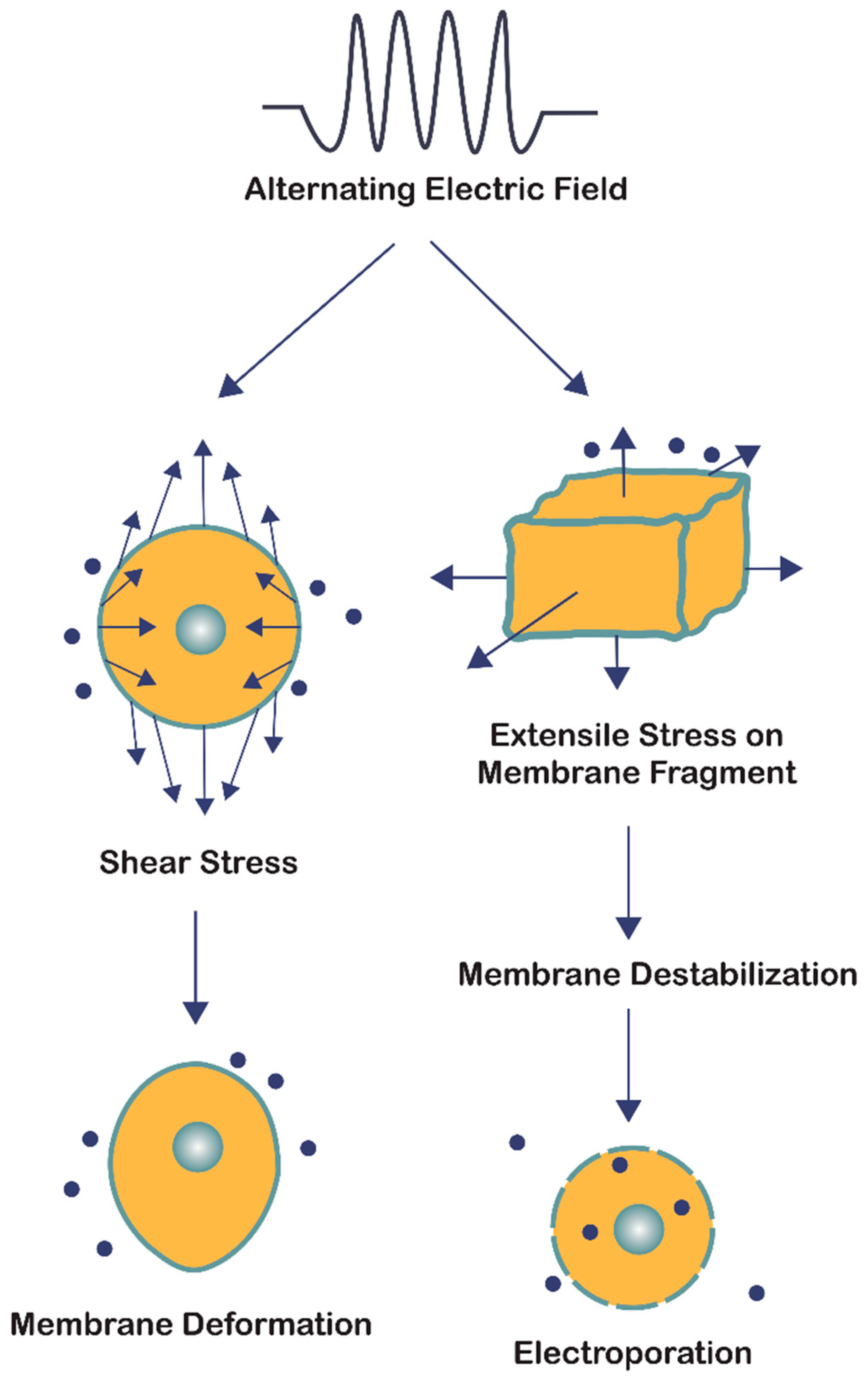 Cancers 13 02283 g004