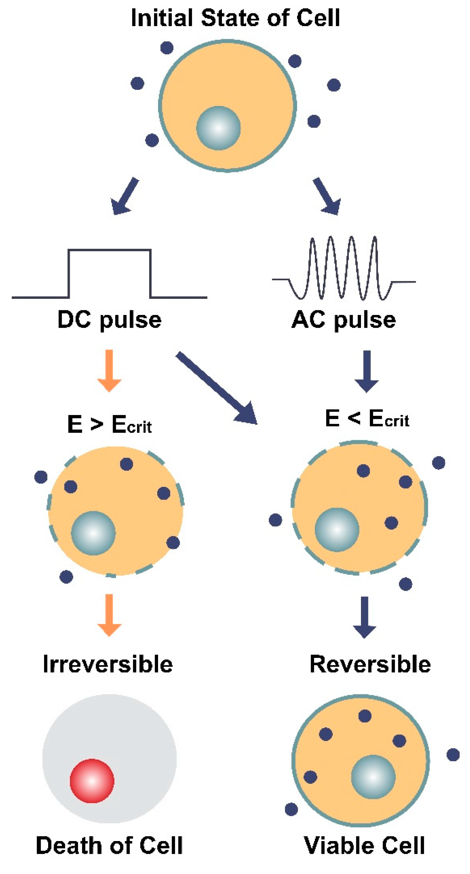 Cancers 13 02283 g005