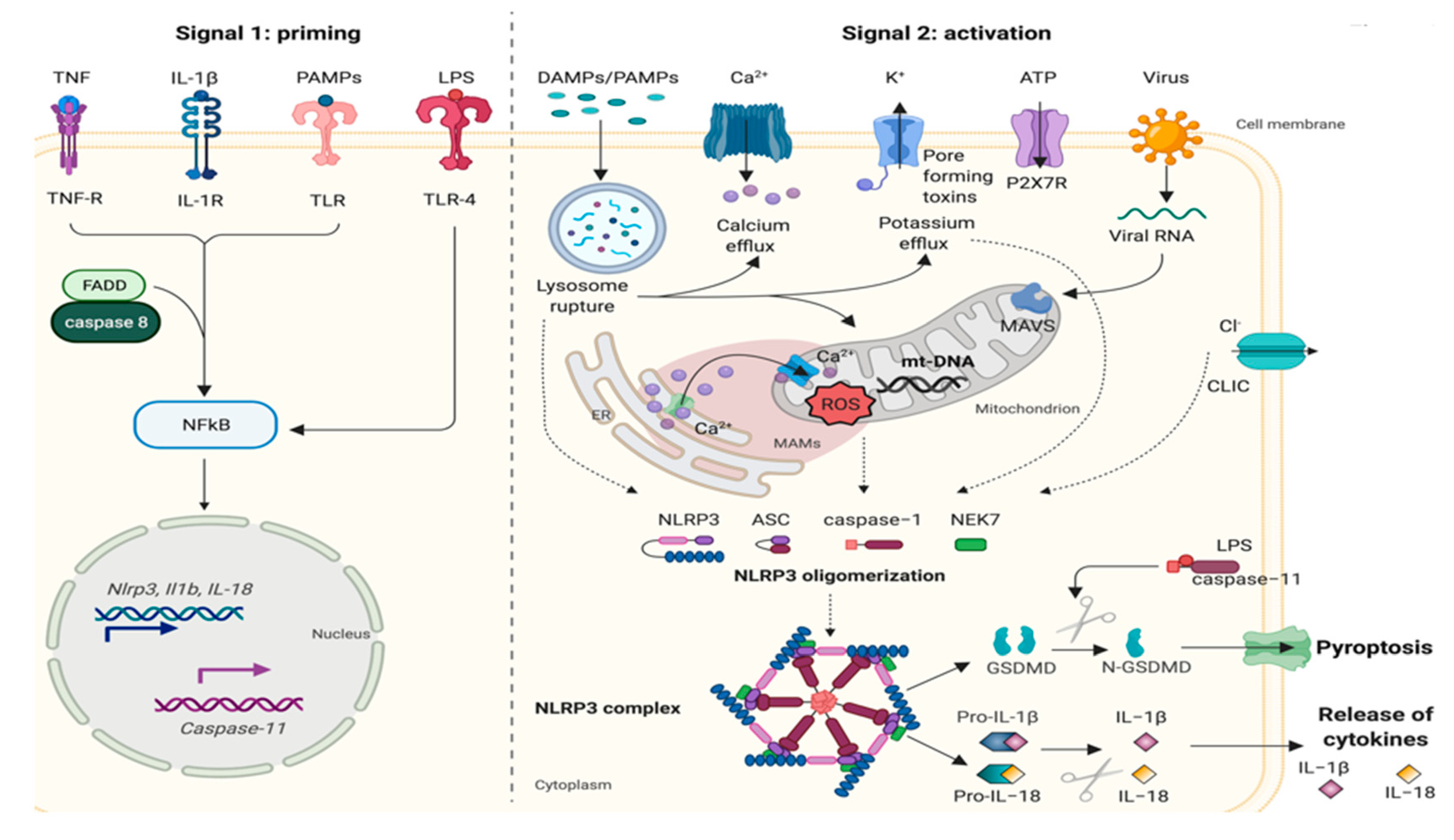 Cancers 13 02297 g001