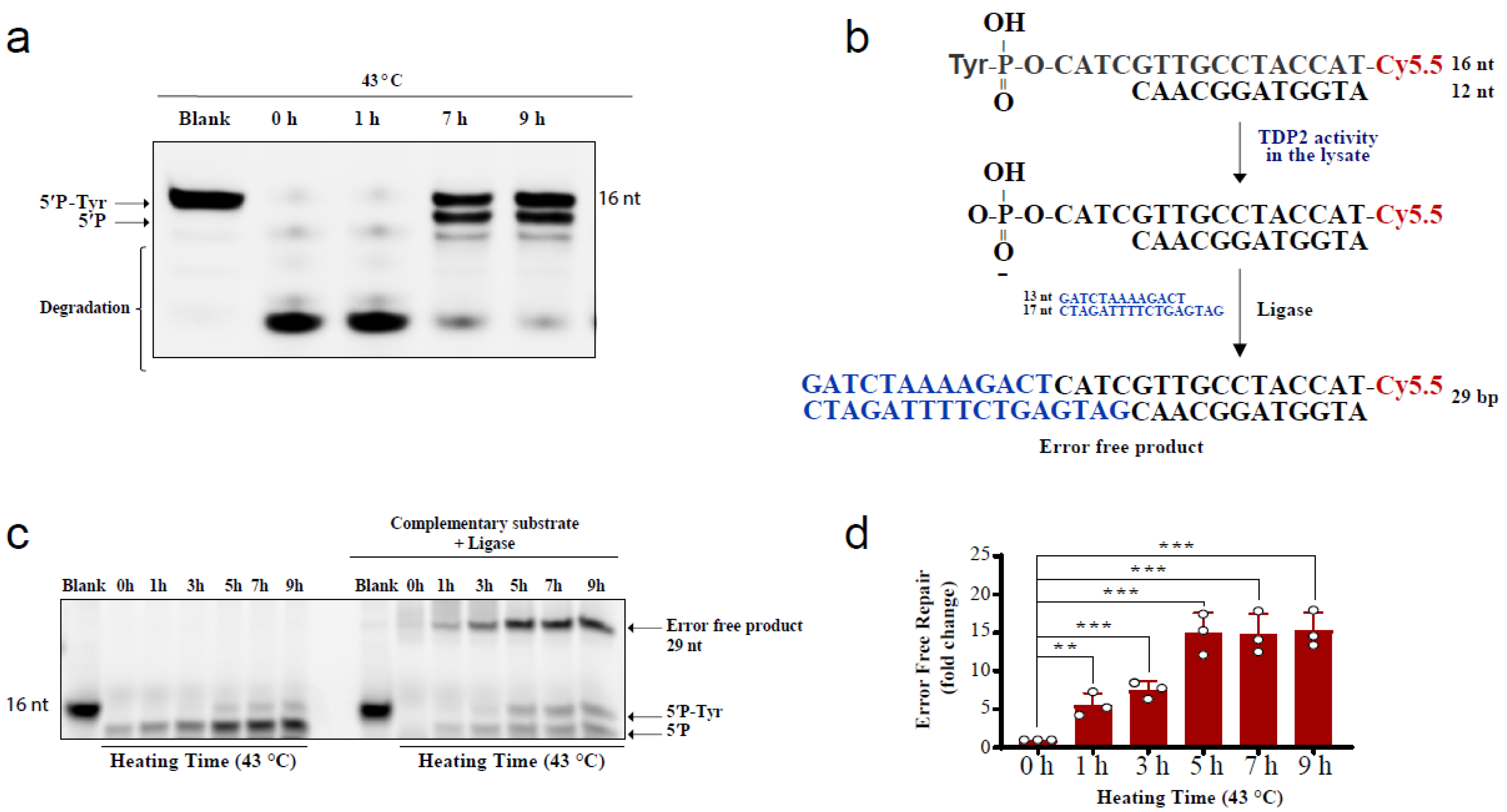 Cancers 13 02315 g004