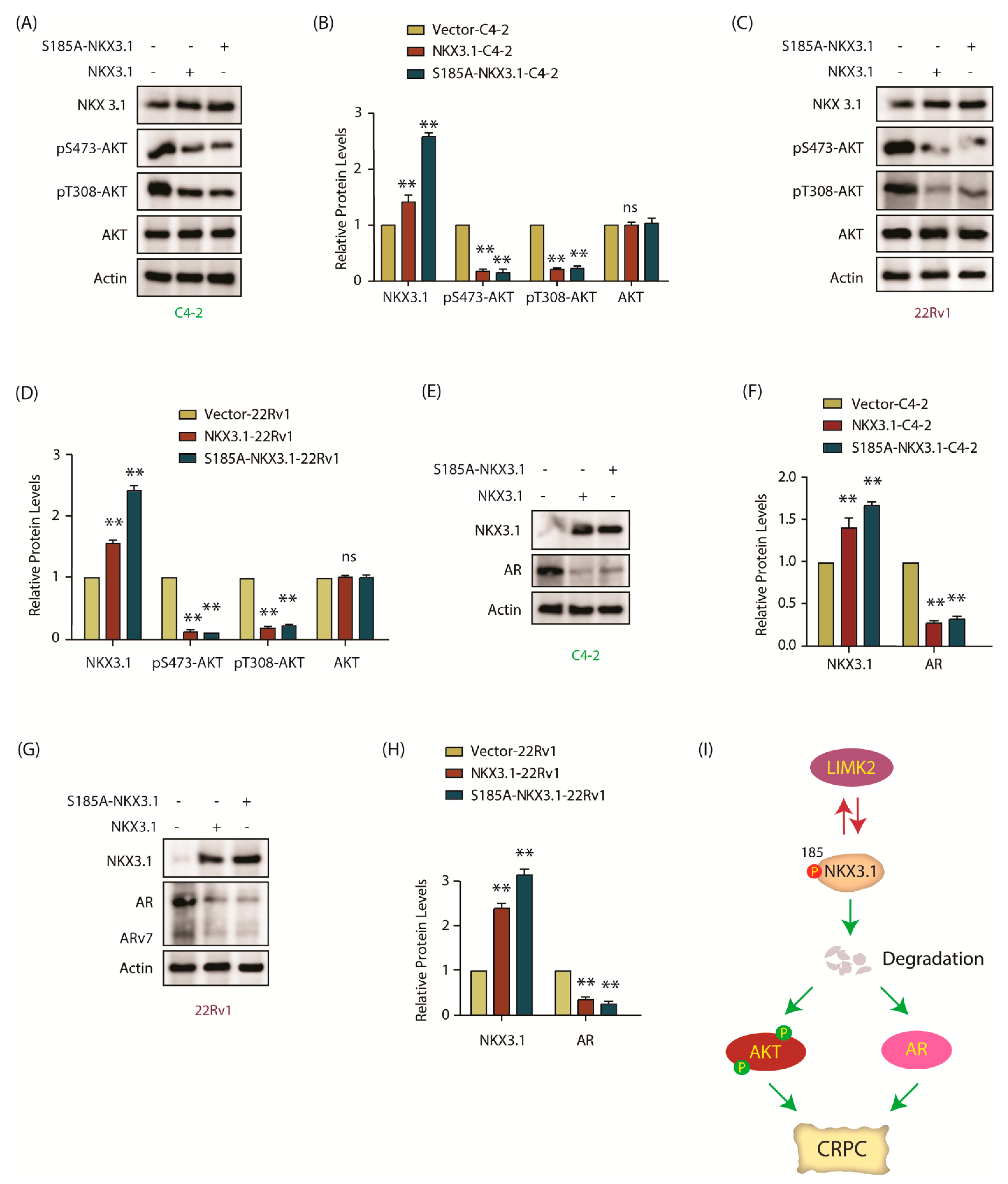 Cancers 13 02324 g007