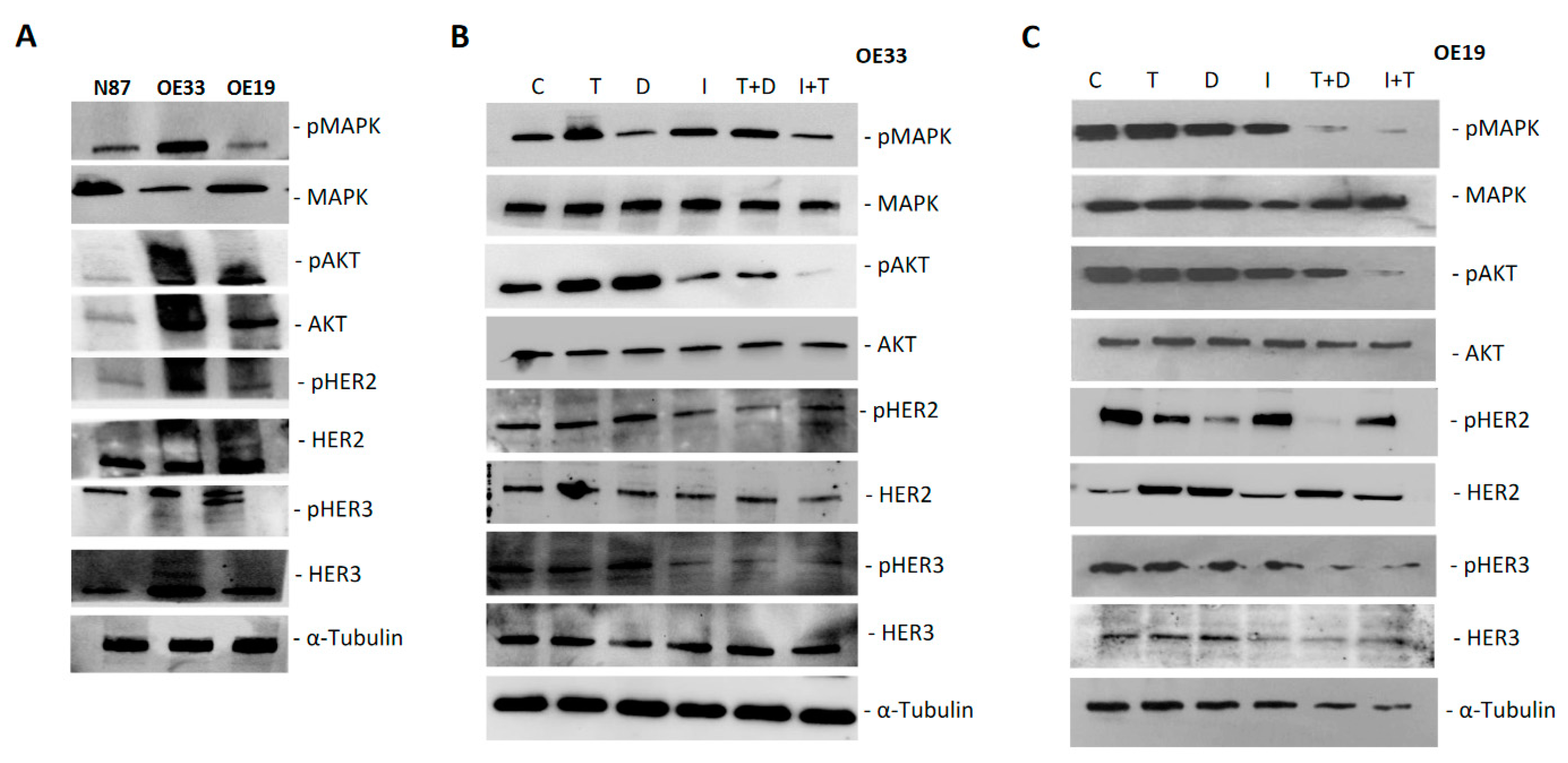 Cancers 13 02339 g005 Cancers 13 02339 g005