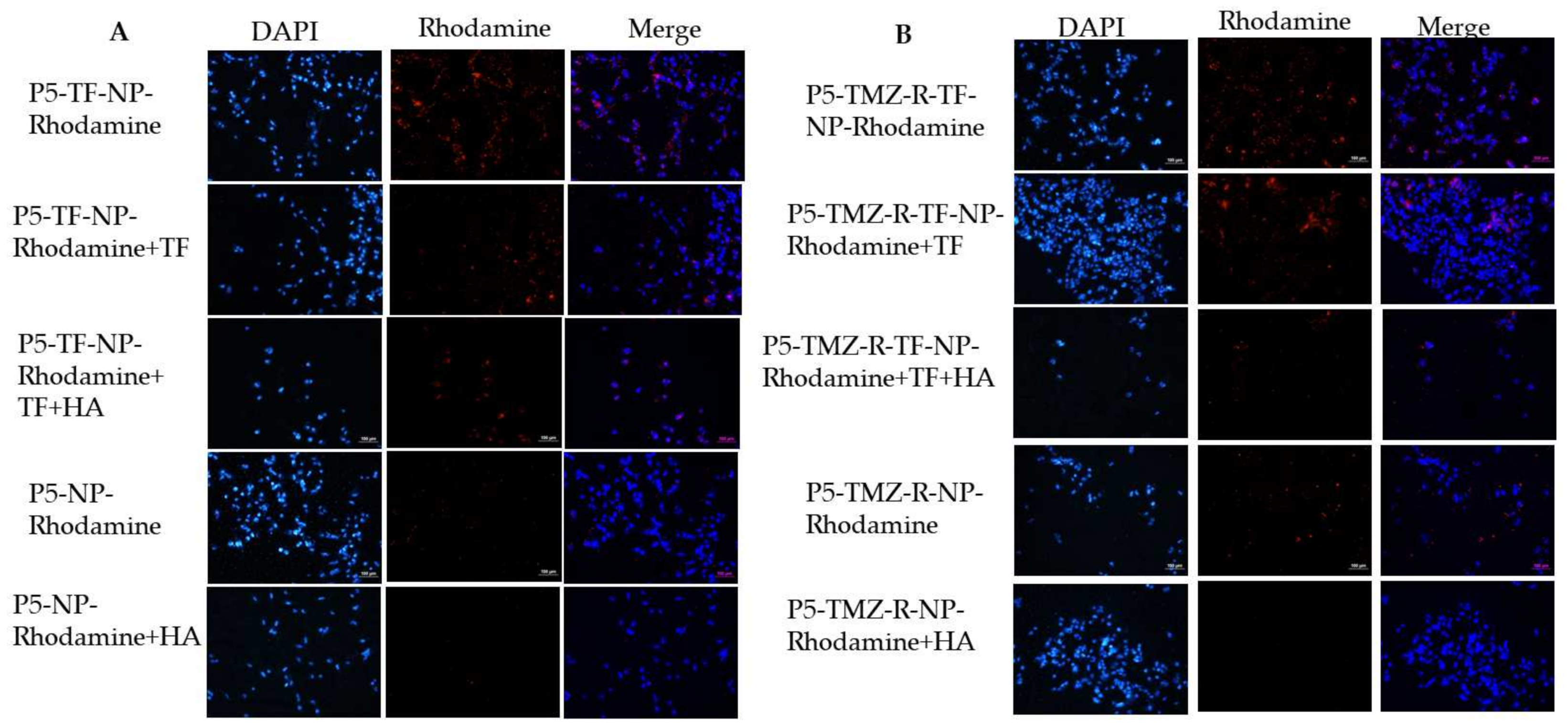Cancers 13 02375 g006