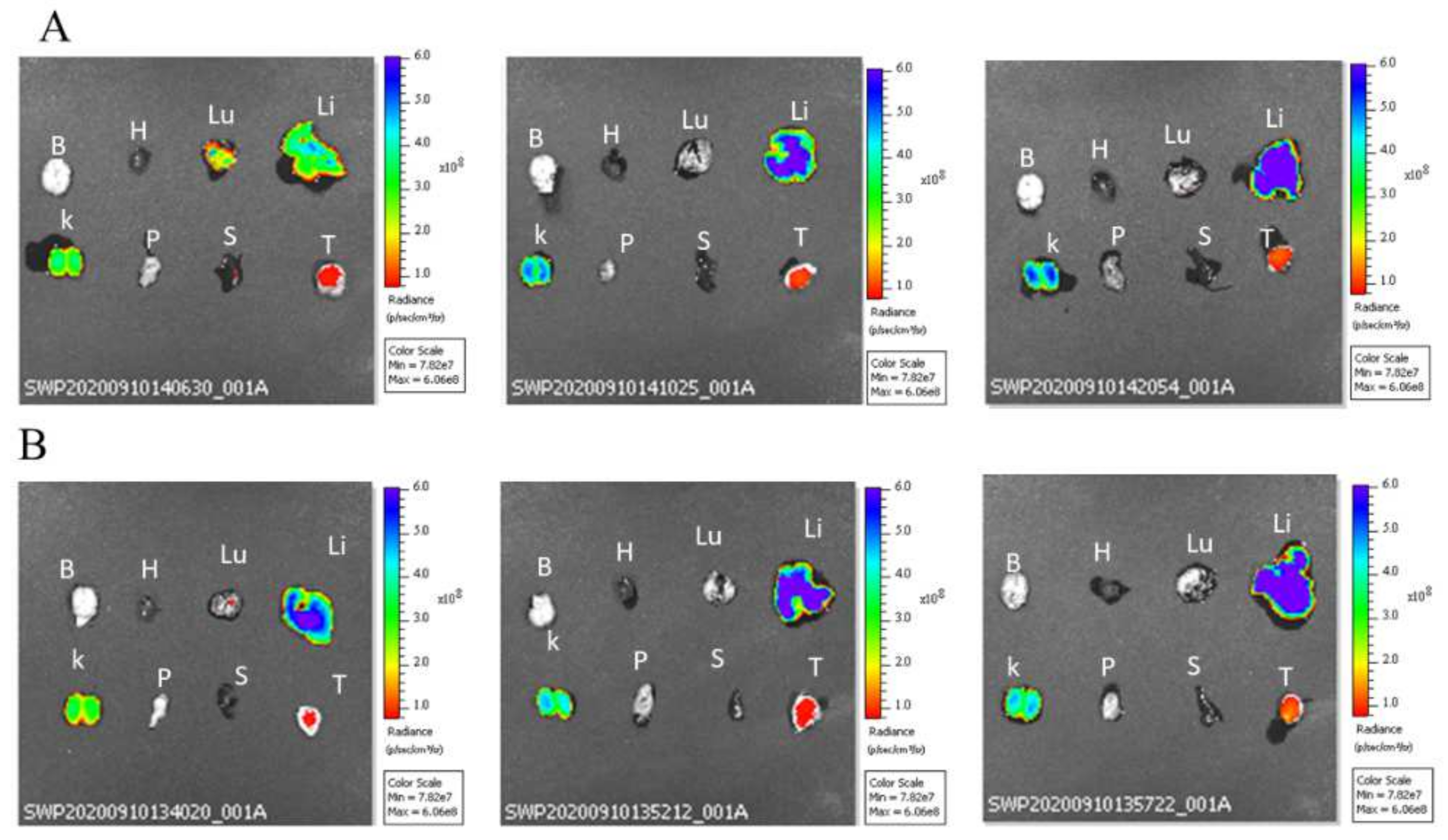 Cancers 13 02375 g008