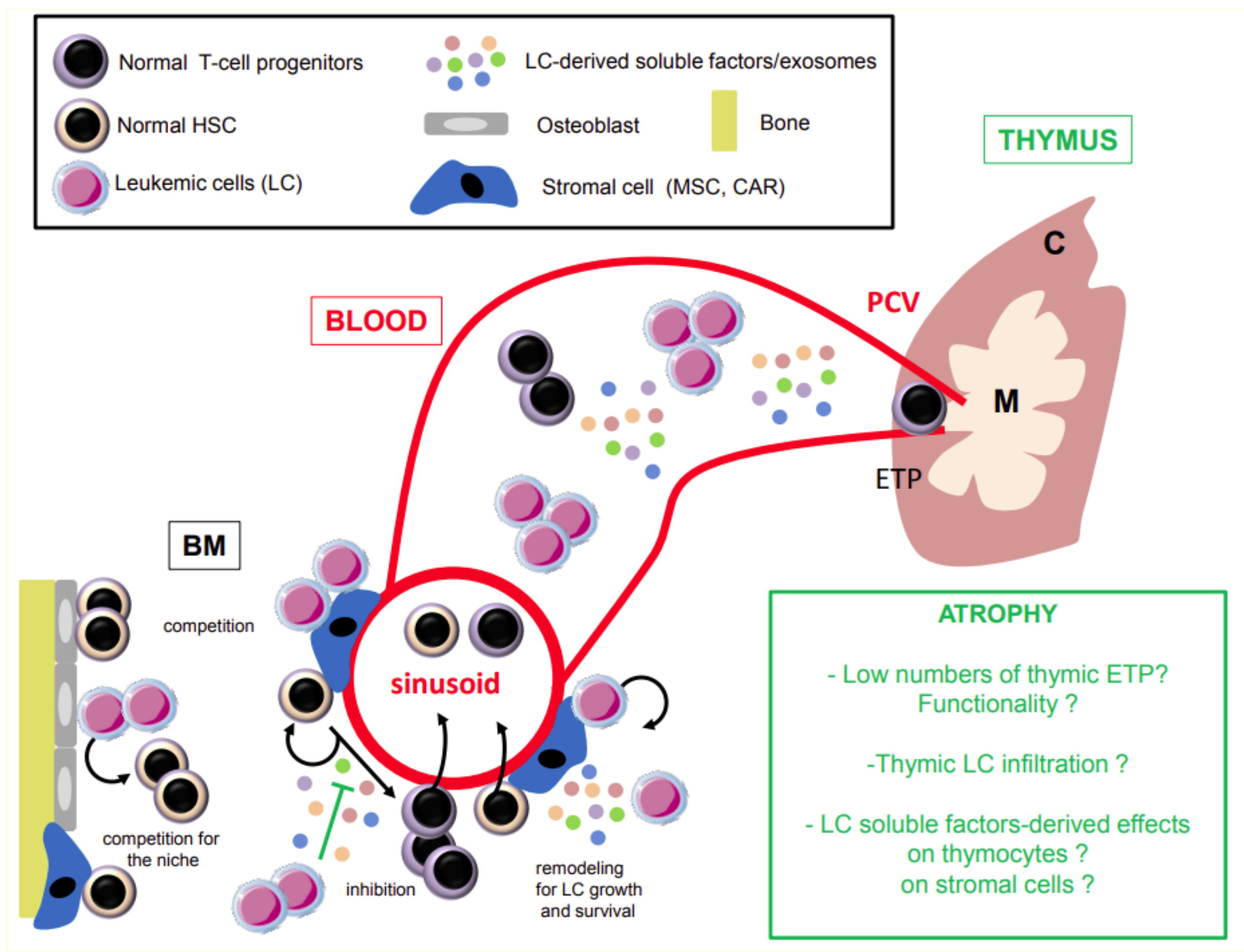 Cancers 13 02385 g001