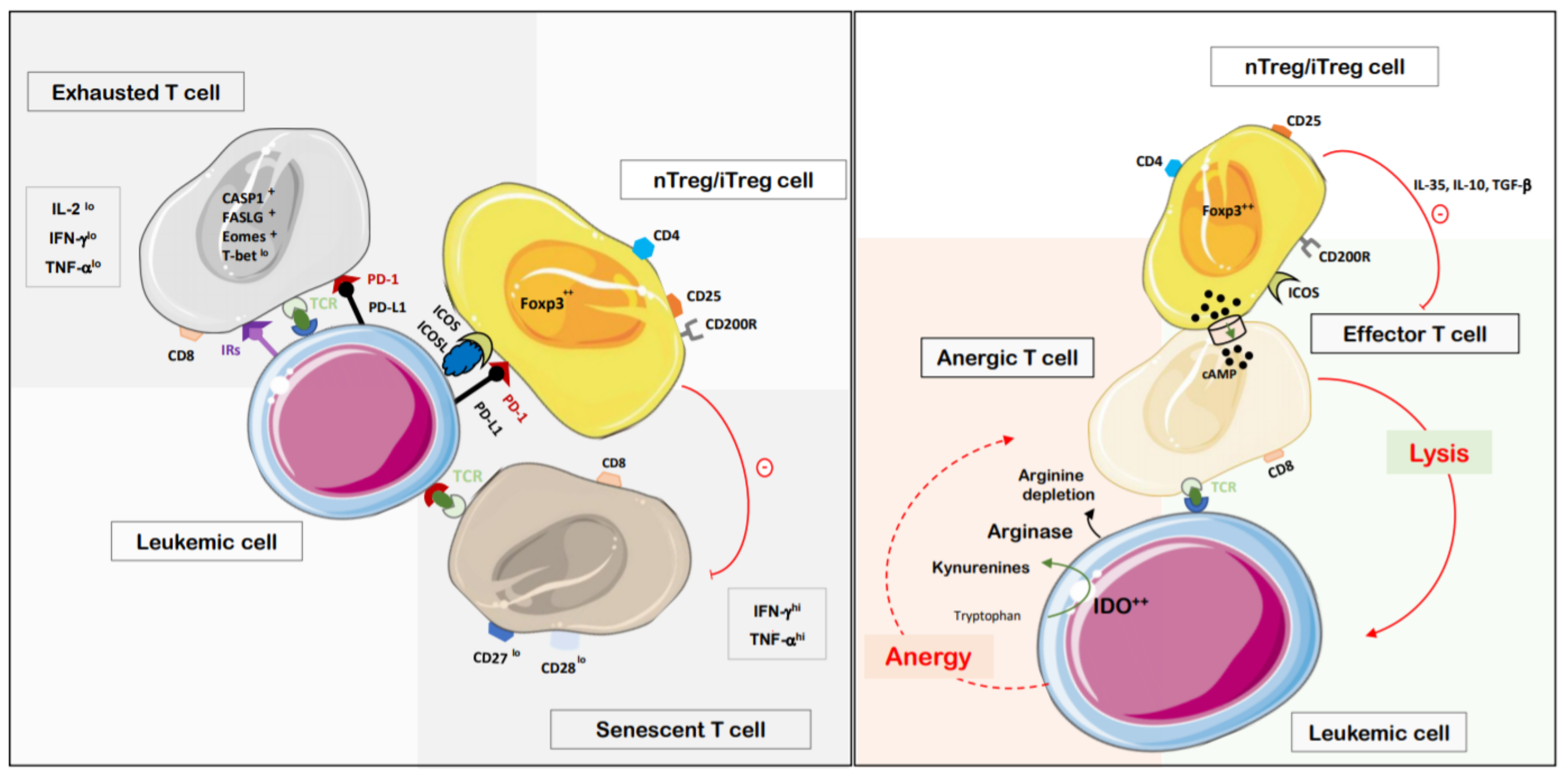 Cancers 13 02385 g002