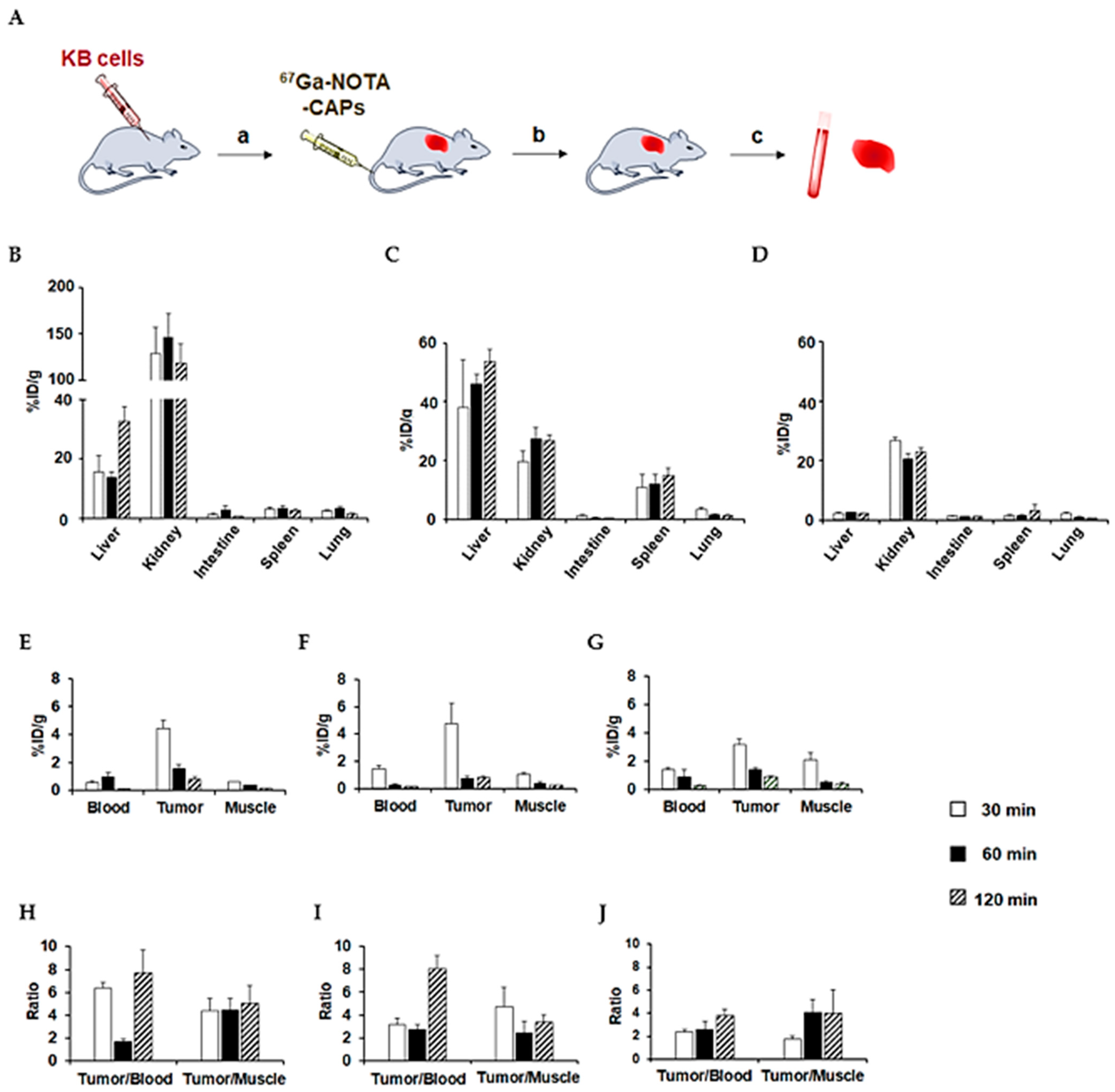 Cancers 13 02388 g008