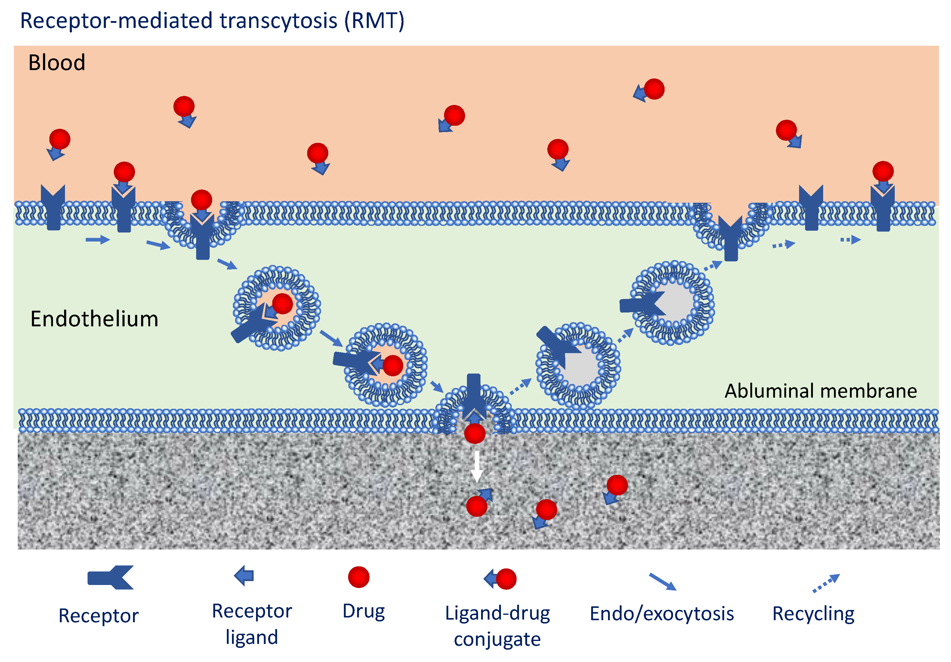 Cancers 13 02391 g003