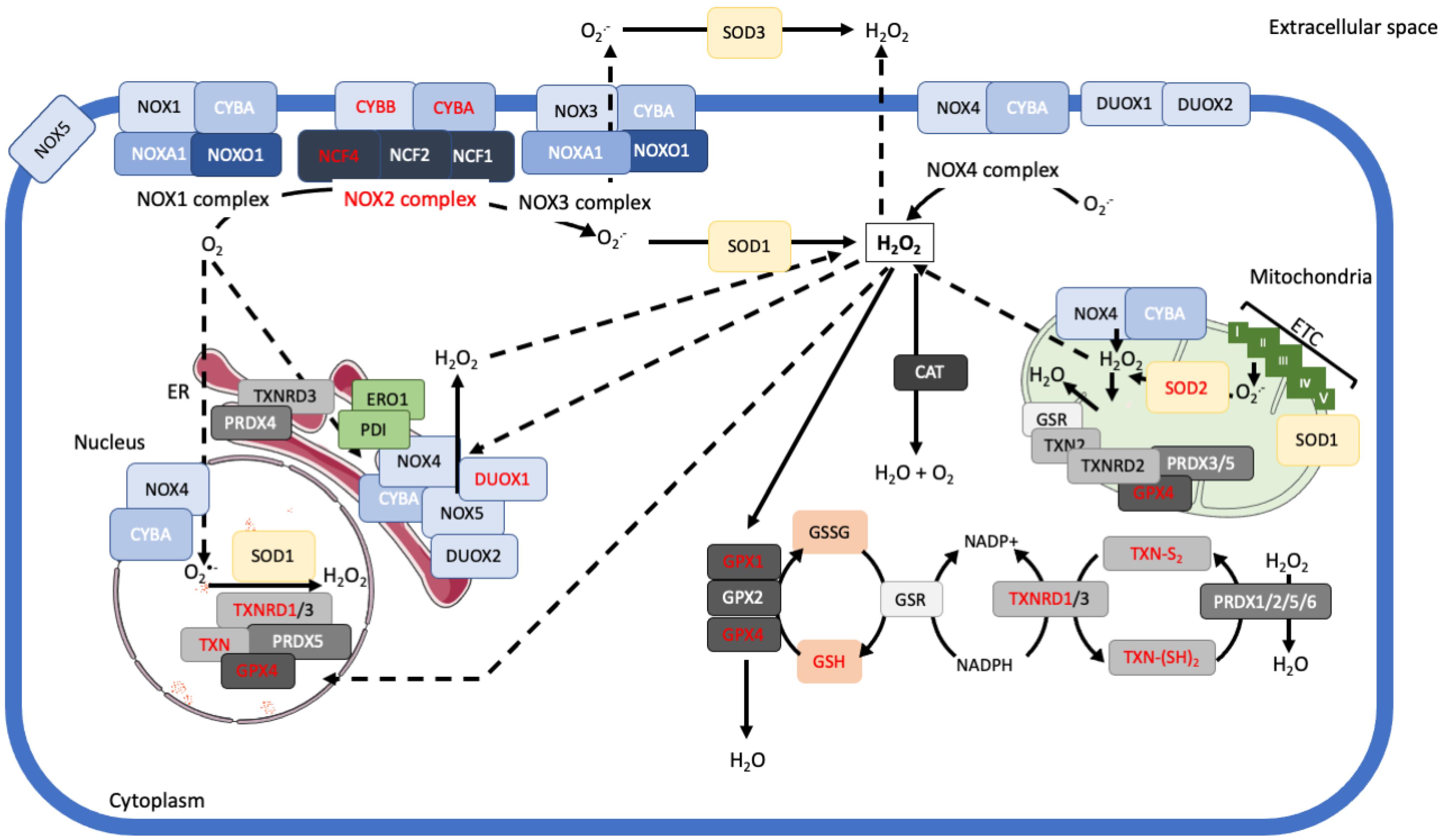 Cancers 13 02411 g001