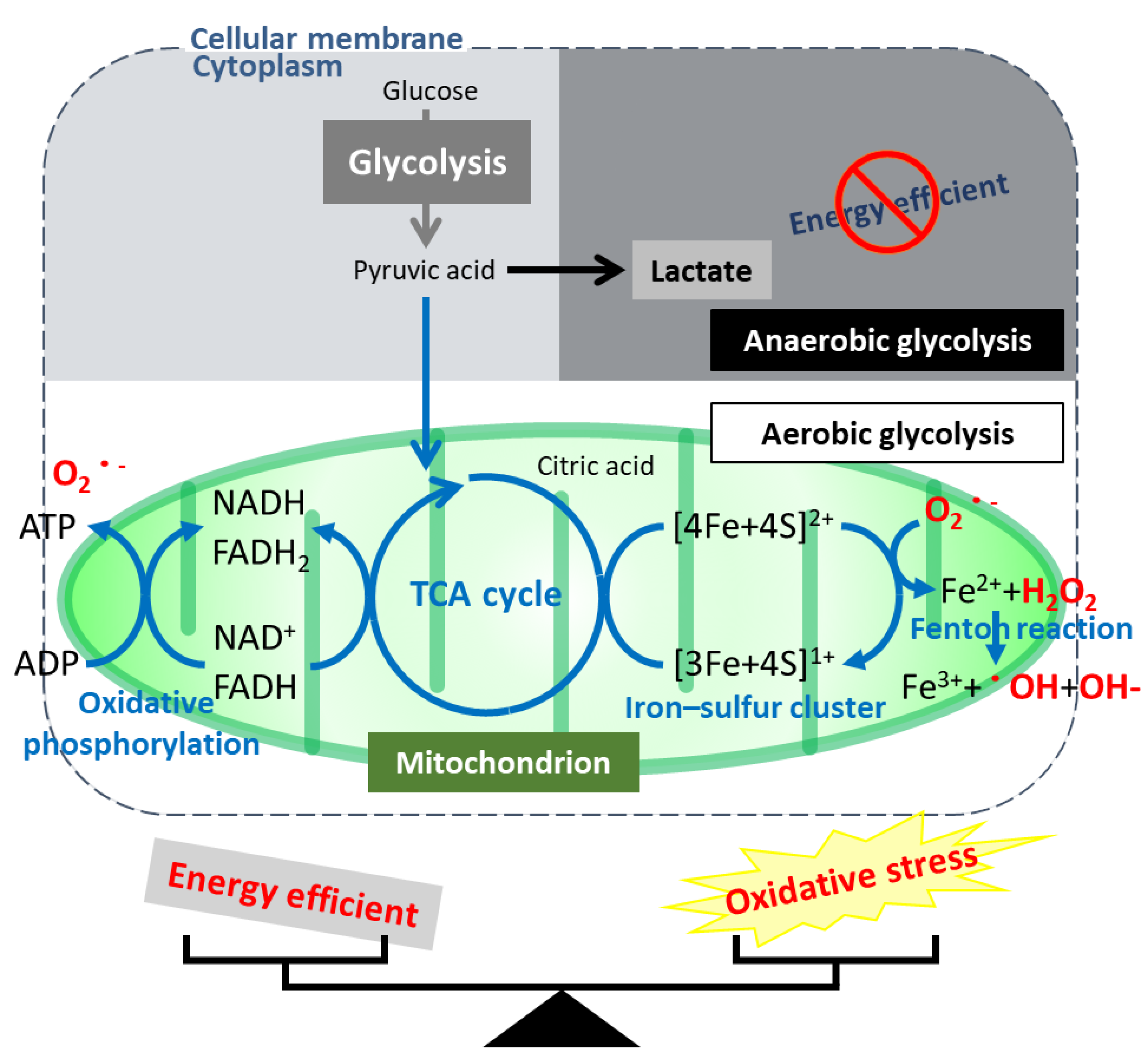 Cancers 13 02413 g001