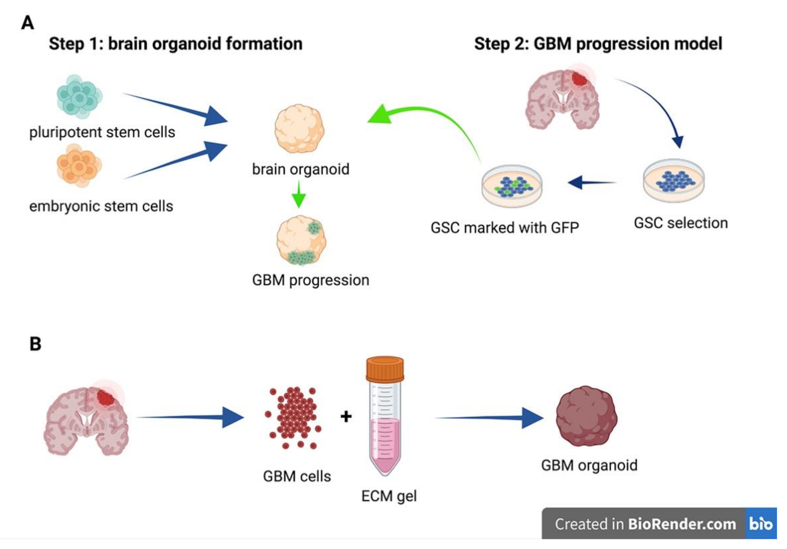 Cancers 13 02449 g002 Cancers 13 02449 g002