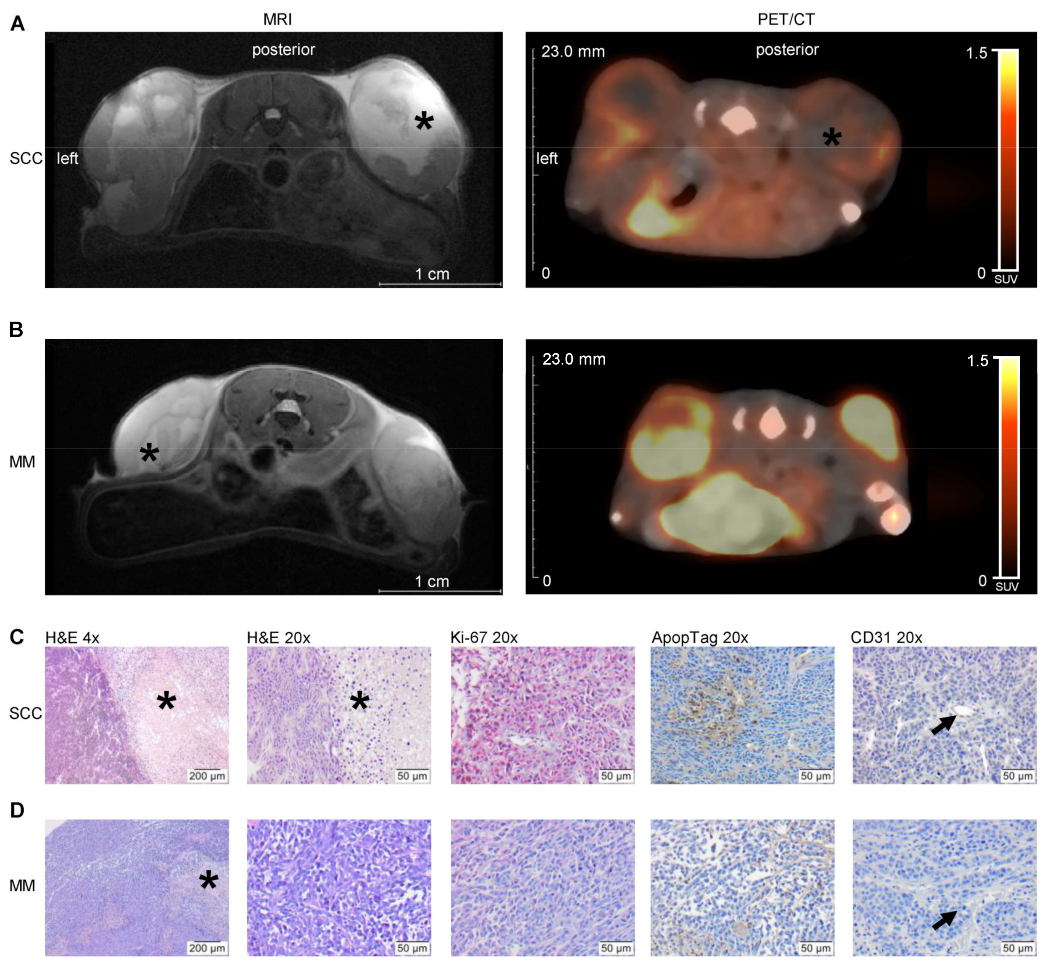 Cancers 13 02483 g001