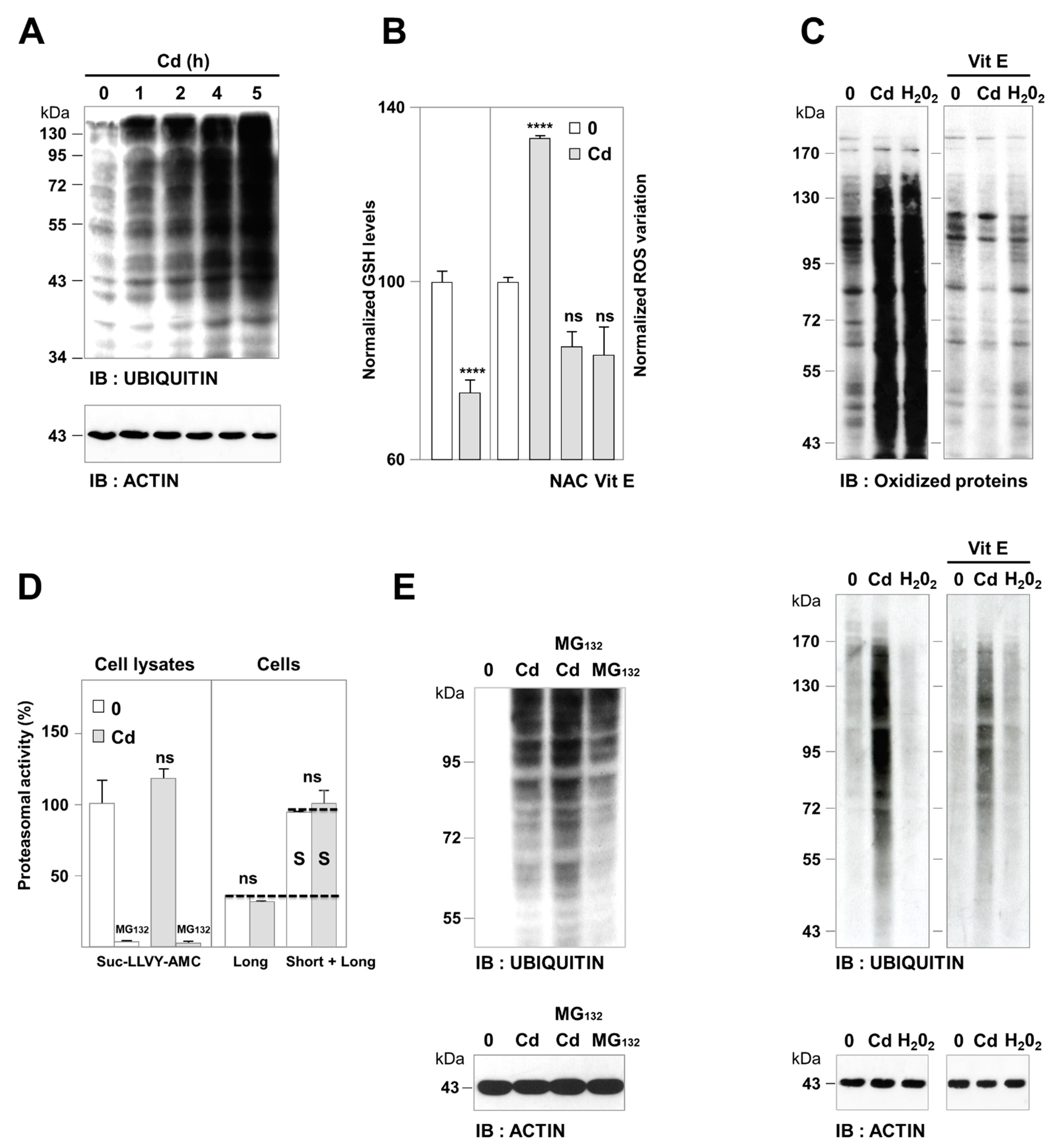 Cancers 13 02490 g002