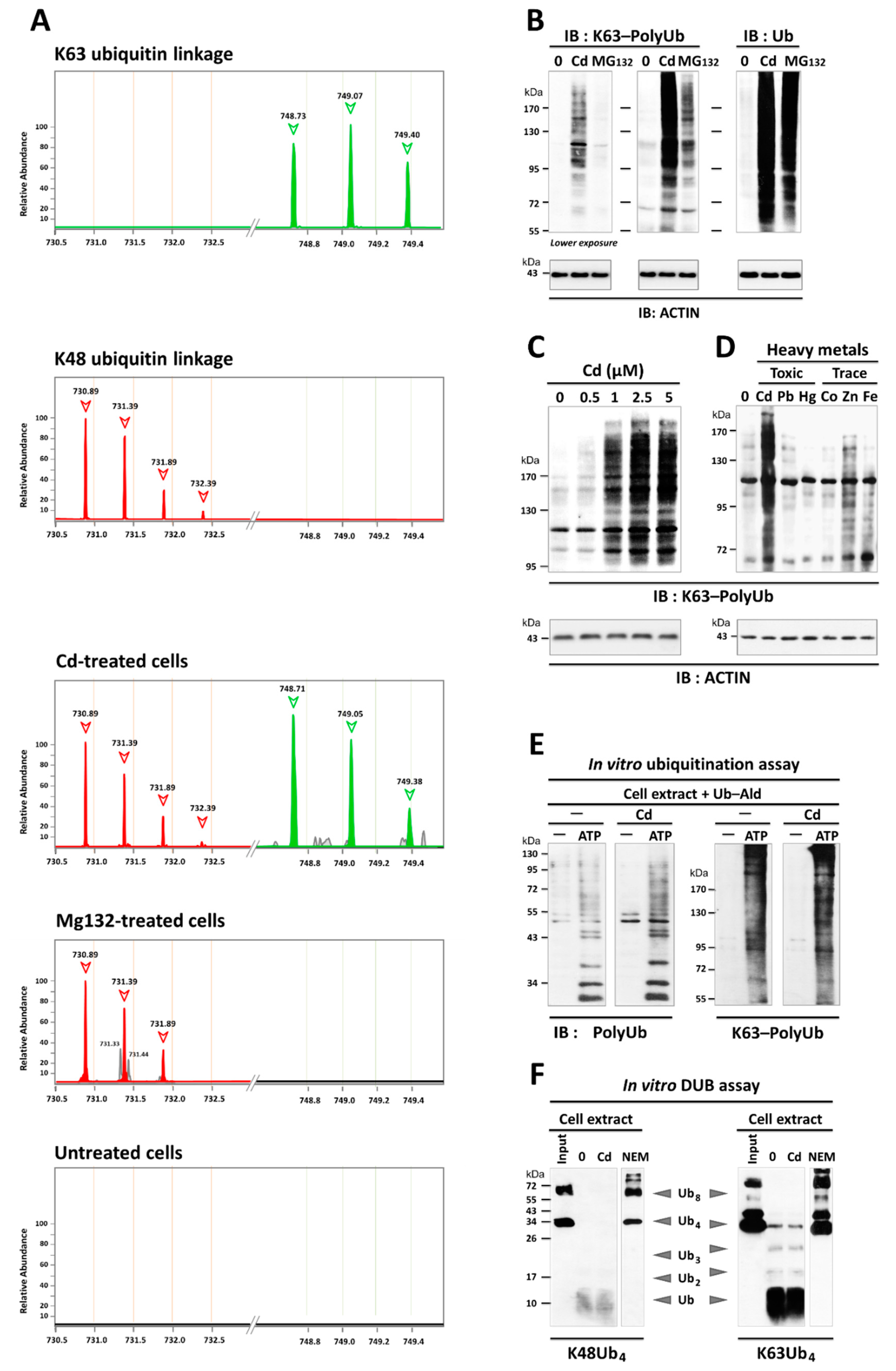Cancers 13 02490 g003