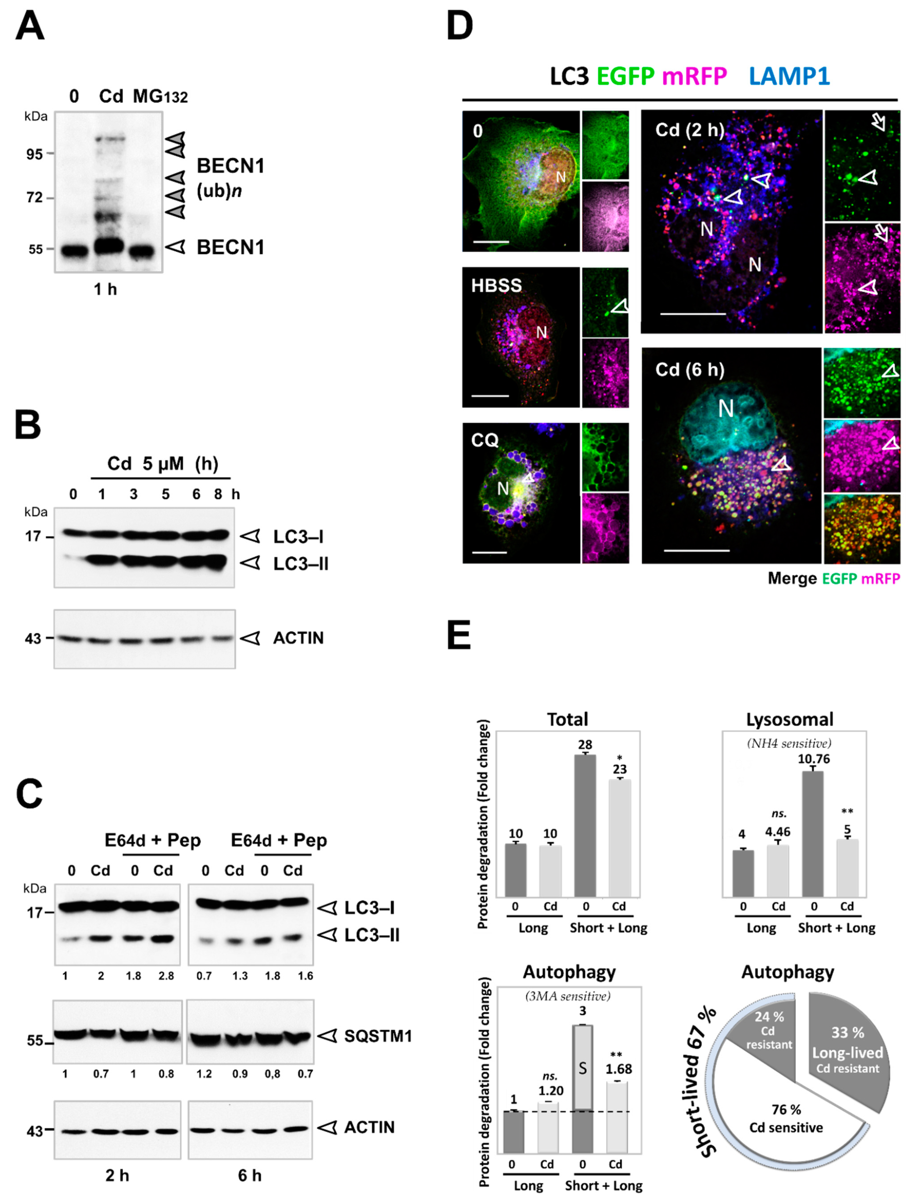 Cancers 13 02490 g004